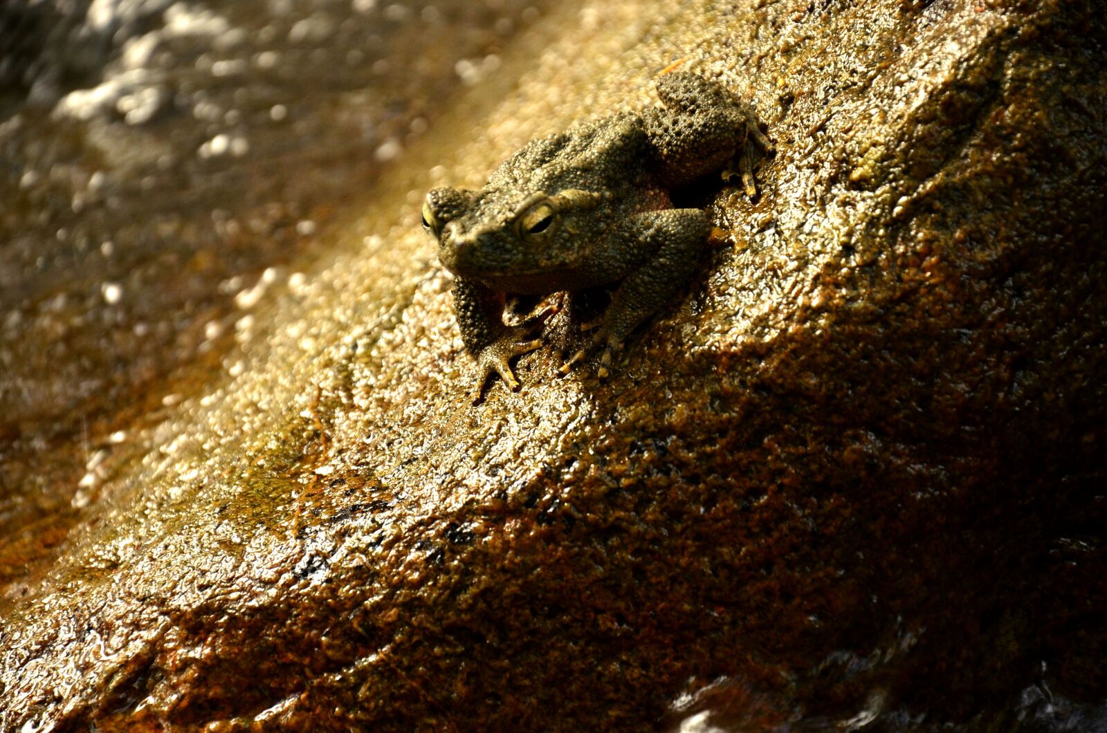 Nikon D7000 sample photo. Frog, rock, stream photography