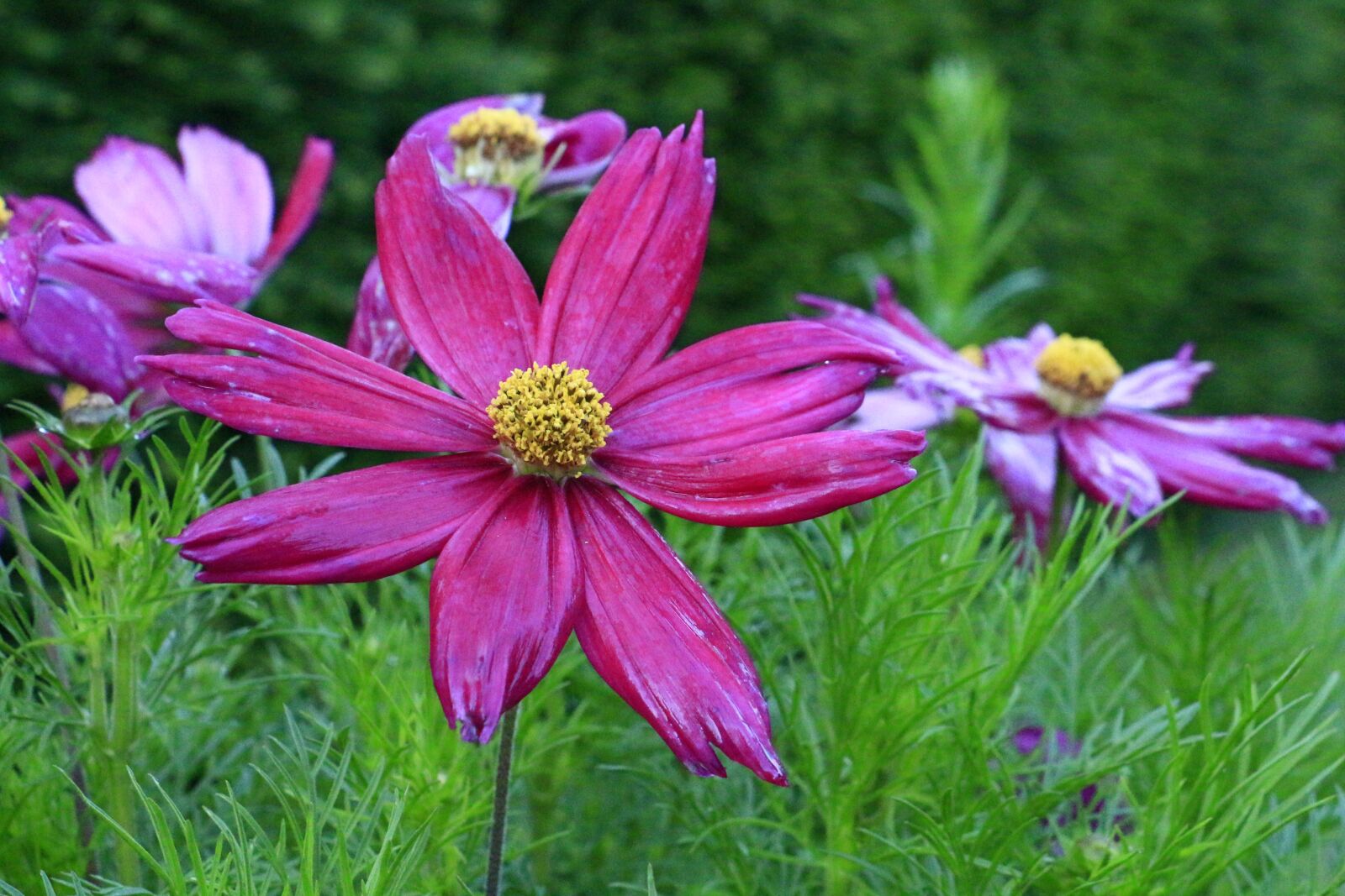 Canon EOS 700D (EOS Rebel T5i / EOS Kiss X7i) sample photo. Bloom pink, close-up flower photography