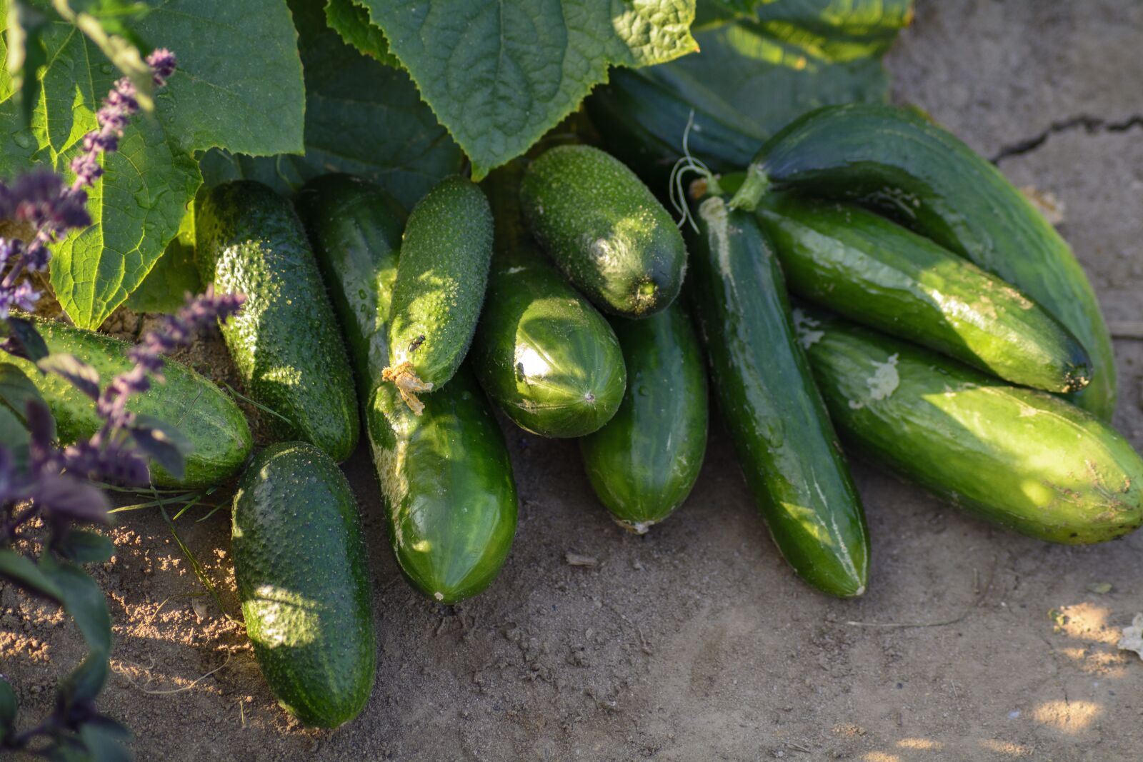 Nikon D7100 sample photo. Cucumber, cucumbers, garden cucumber photography