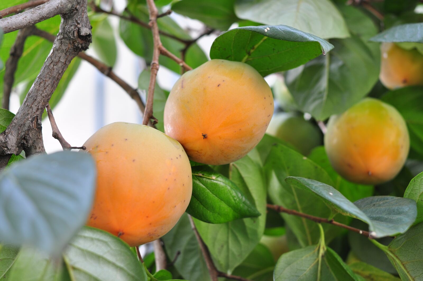 Nikon D90 sample photo. Persimmon, fruit, plant photography