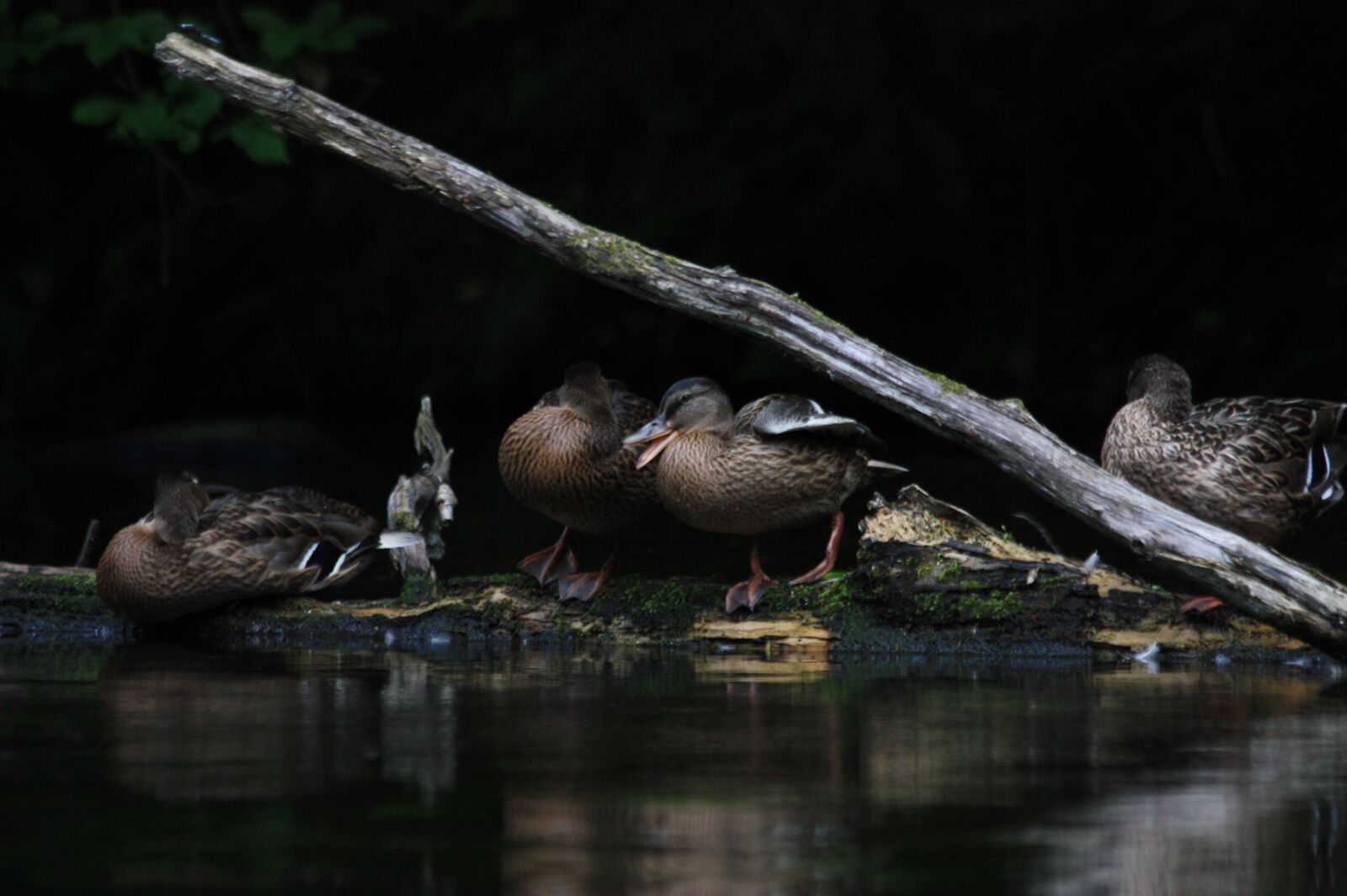 Canon EOS 450D (EOS Rebel XSi / EOS Kiss X2) sample photo. Ducks, lake, water photography