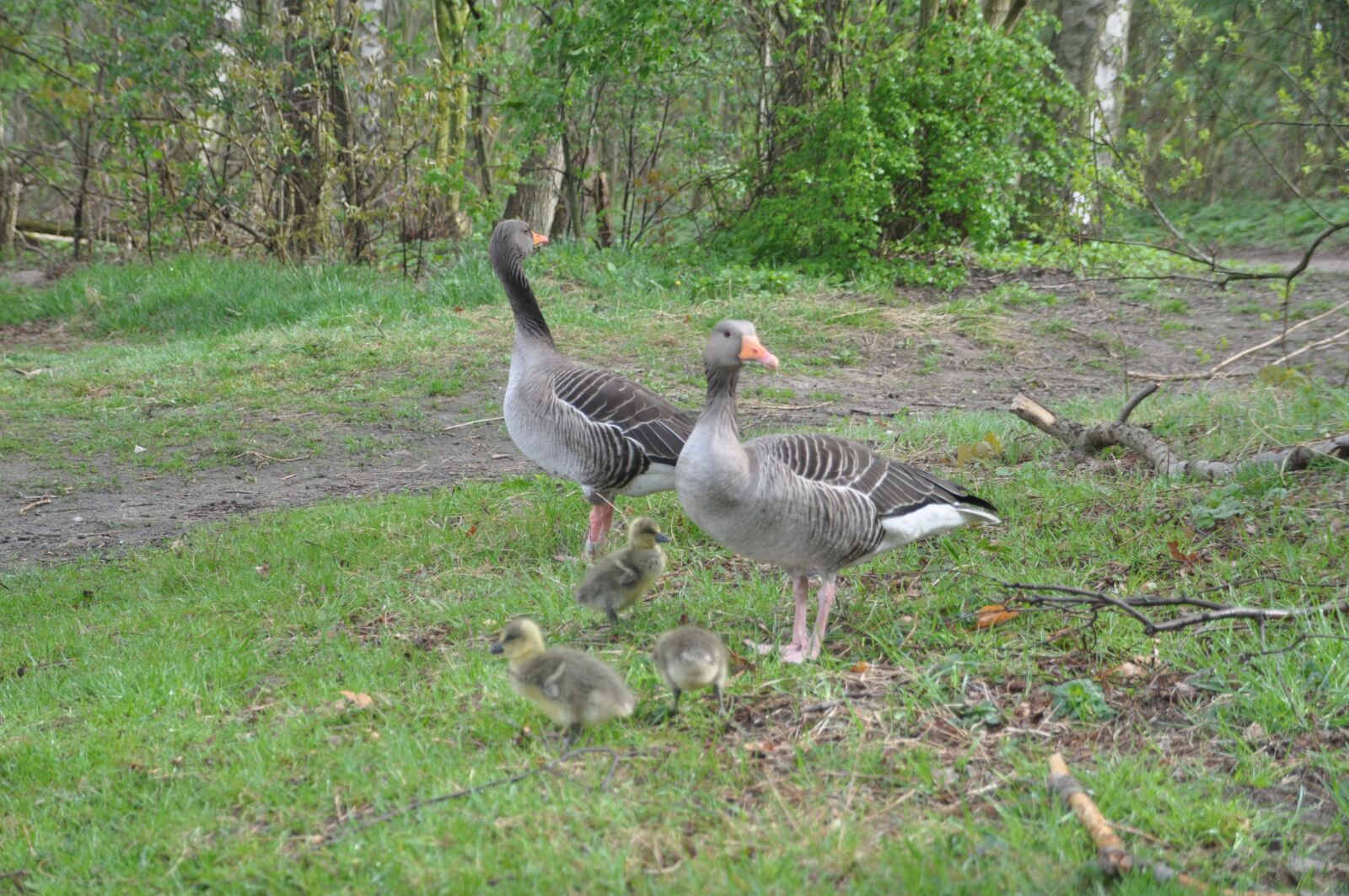 Nikon D90 sample photo. Greylag goose, family, spring photography