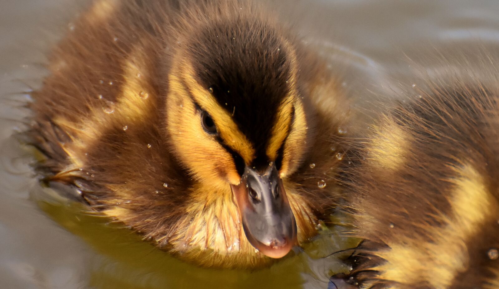 Nikon D7200 sample photo. Mallard, ducklings, duck photography