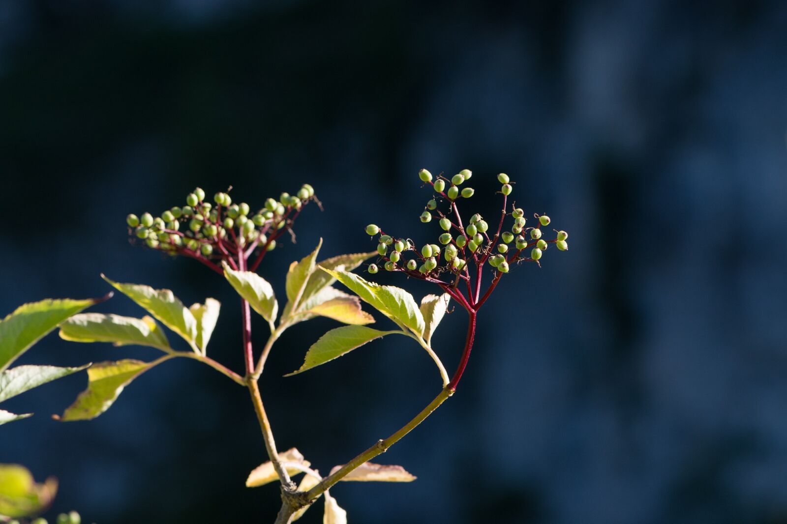 Nikon D7100 sample photo. Elder, adoxaceae, holler photography