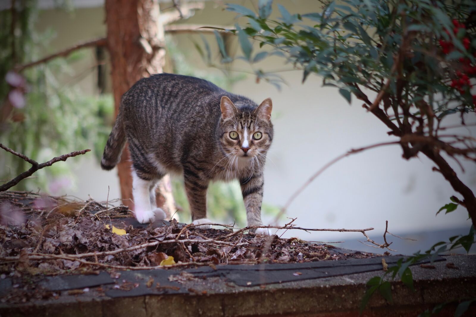 Canon EOS 800D (EOS Rebel T7i / EOS Kiss X9i) sample photo. Cat, pet, domestic cat photography