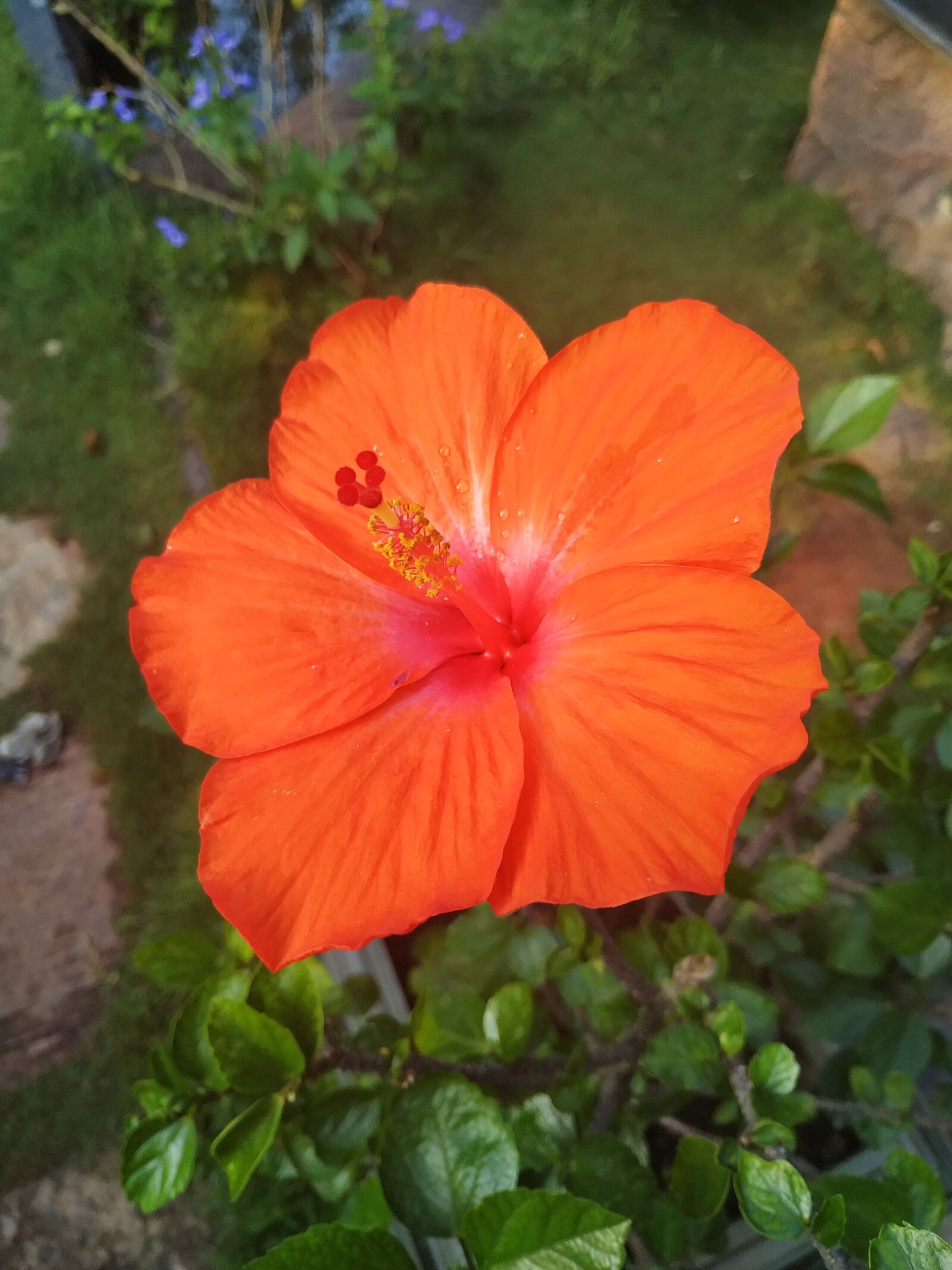 Xiaomi Redmi Note 6 Pro sample photo. Hibiscus, flower, beauty photography