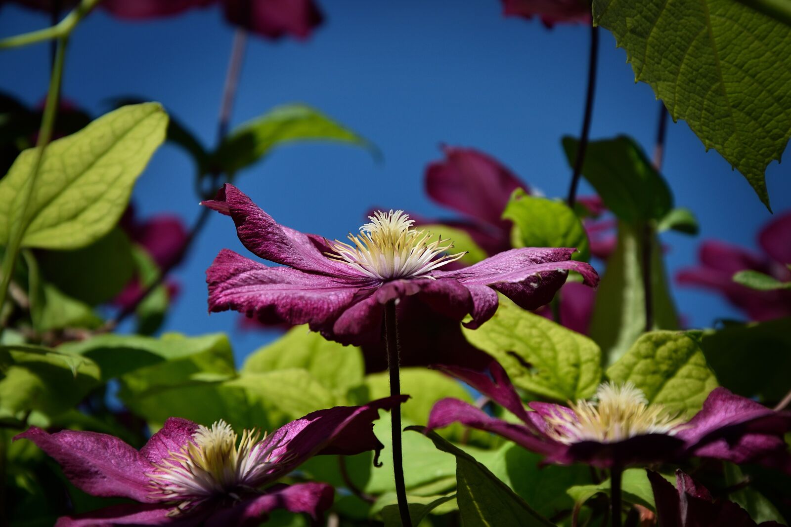 Nikon D3300 sample photo. Wallpaper, background, clematis photography