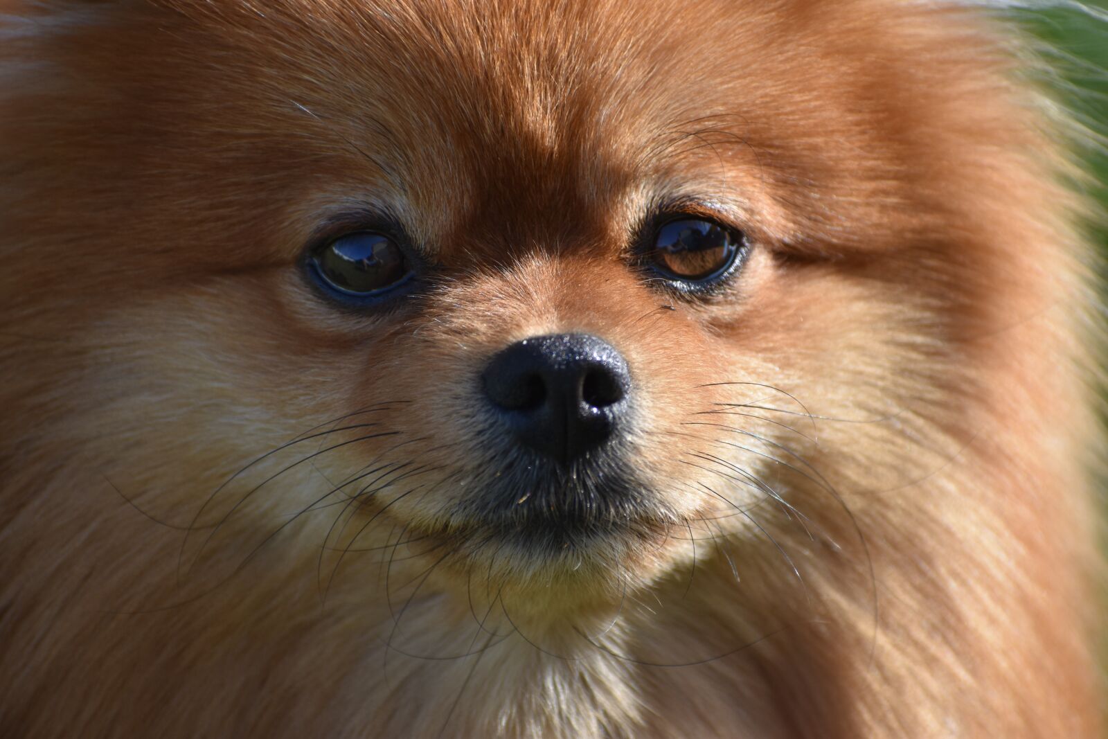 Nikon D3400 sample photo. Spitz, pomeranian, portrait photography