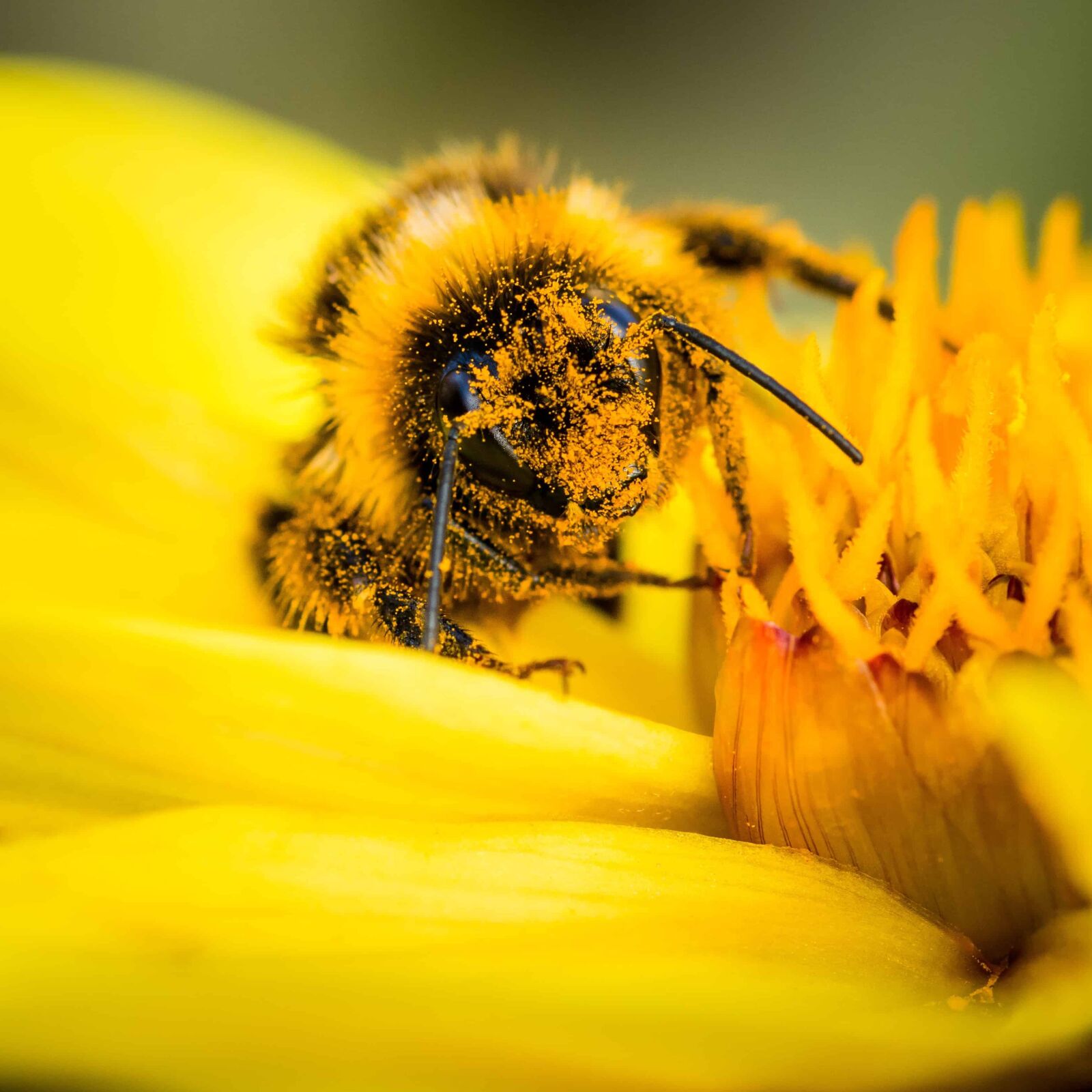 Nikon D7100 sample photo. Flower, insect, pollen, nature photography