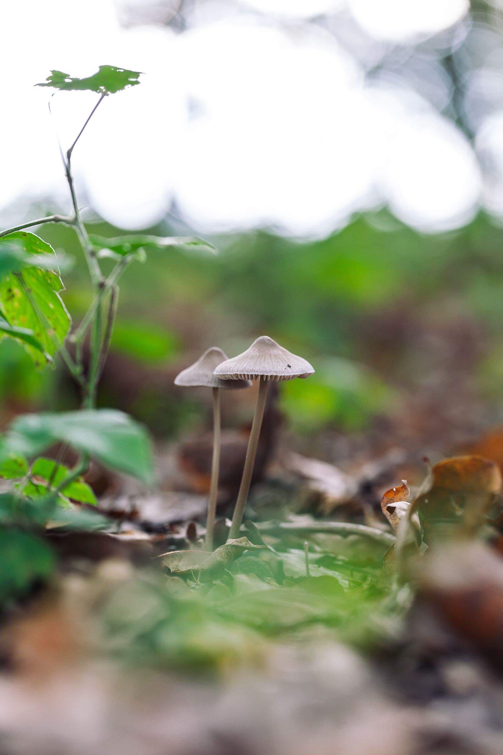 Canon EF 100mm F2.8L Macro IS USM sample photo. Mushroom, forest, magic photography