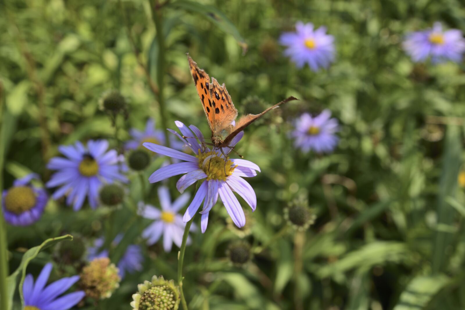 Nikon D750 sample photo. Butterfly, insects, flowers photography