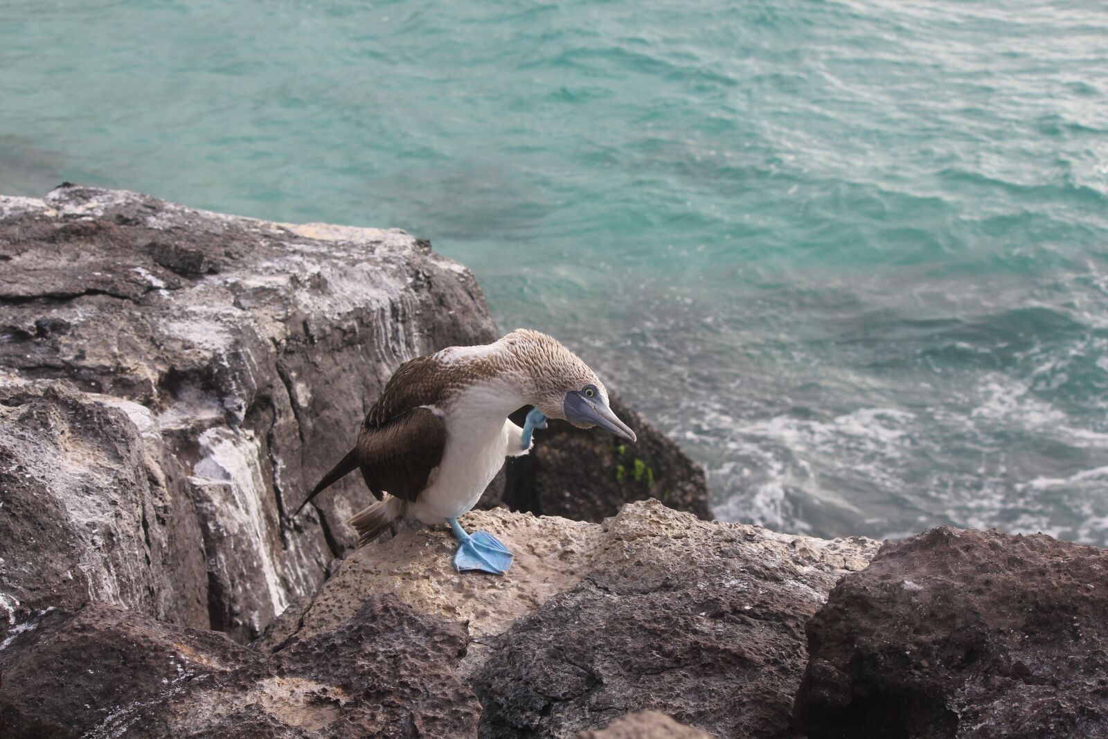 Canon EOS 550D (EOS Rebel T2i / EOS Kiss X4) sample photo. Blue-footed booby, sula nebouxii photography