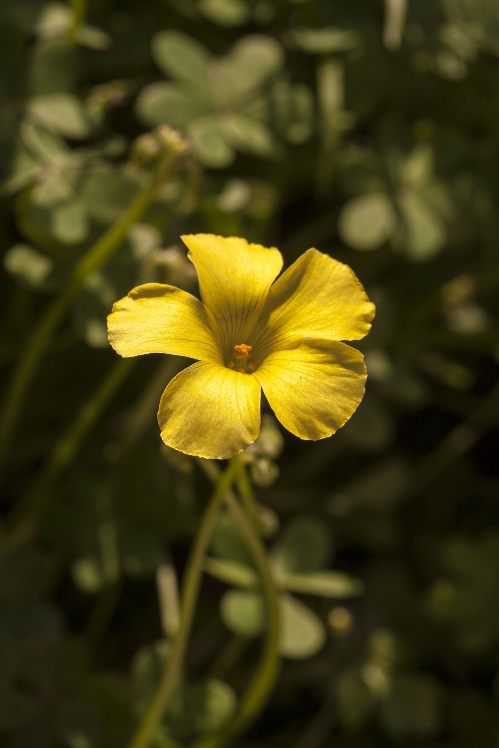 Canon EOS 40D + Canon EF-S 60mm F2.8 Macro USM sample photo. Flower, yellow, daisy photography