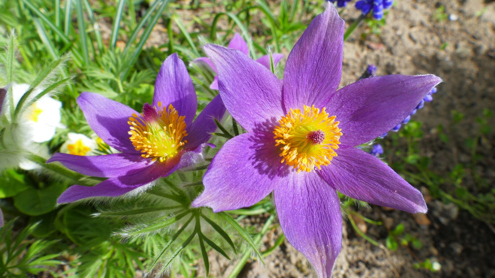 Panasonic Lumix DMC-FZ1000 sample photo. Sasanka, flower, spring photography