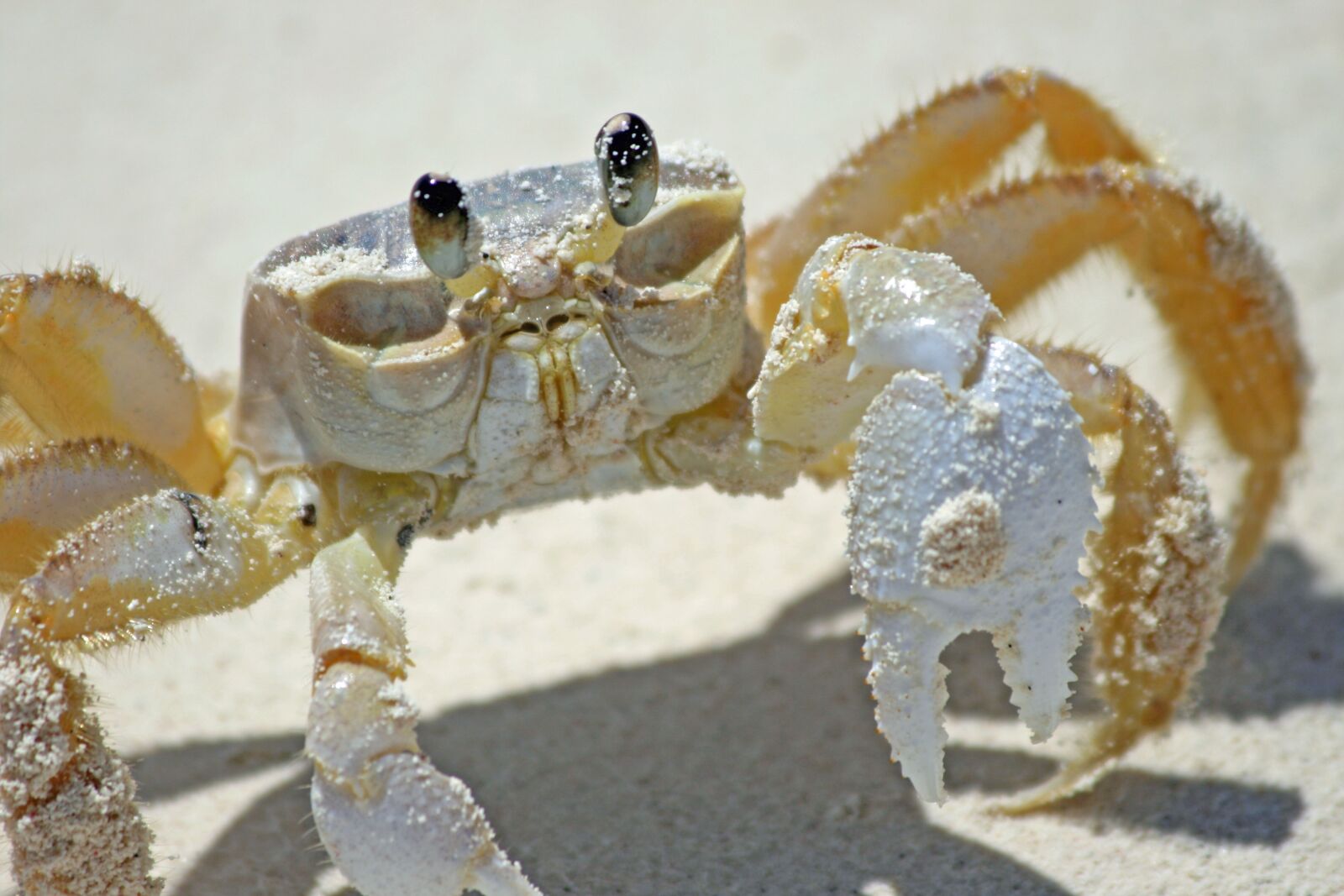 Canon EOS 400D (EOS Digital Rebel XTi / EOS Kiss Digital X) sample photo. Crab, beach, sand photography