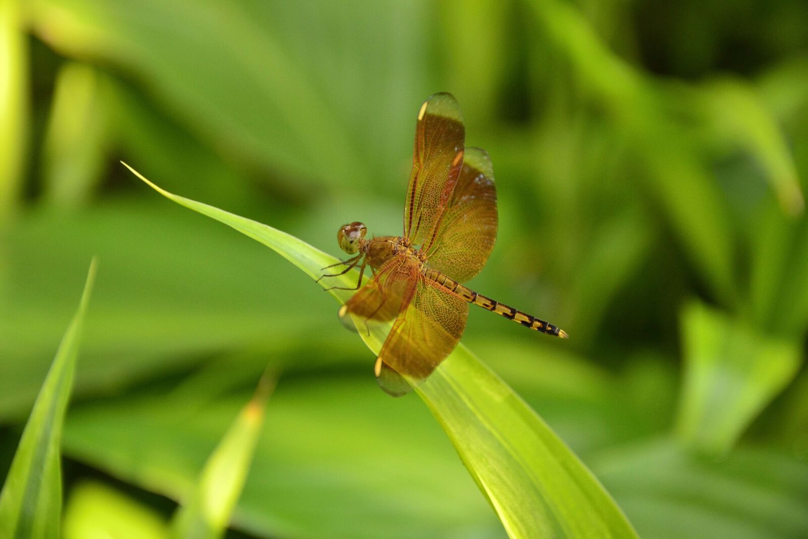 Nikon D3100 sample photo. Insects, fly, dragonfly photography