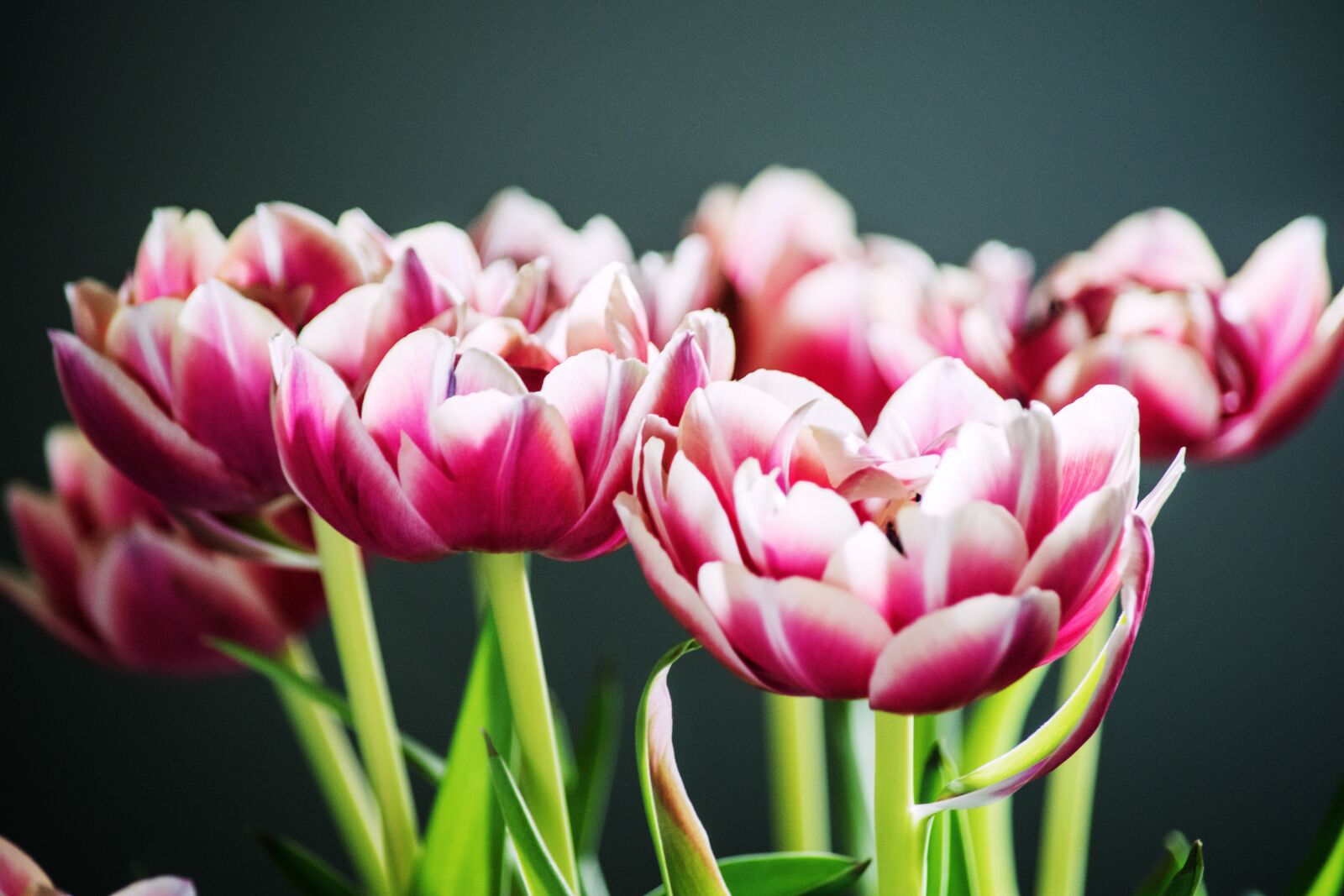 Nikon D5300 sample photo. Spring, flowers, pink photography