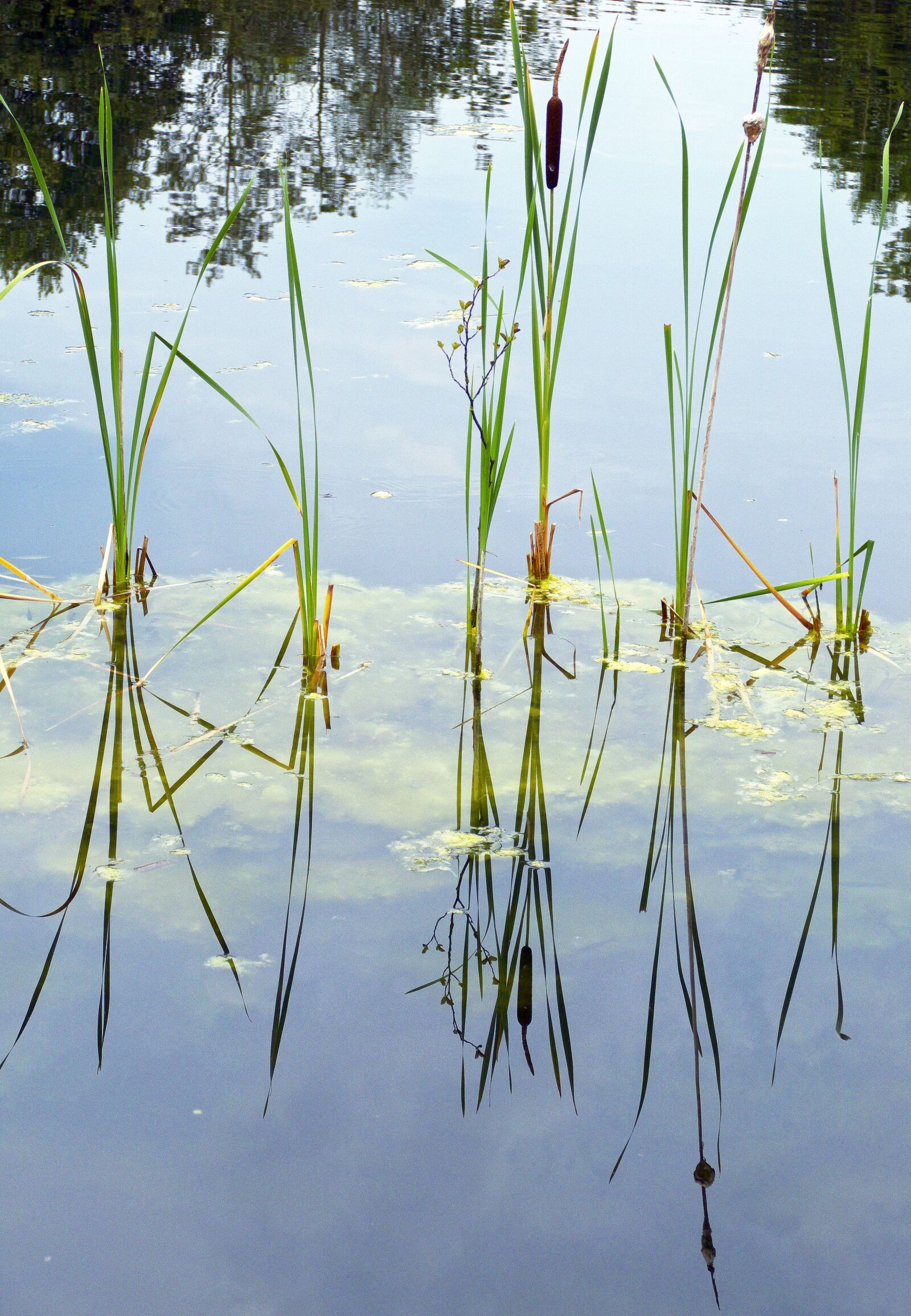 Panasonic Lumix DMC-FZ1000 sample photo. Cattail, waters, aquatic plant photography
