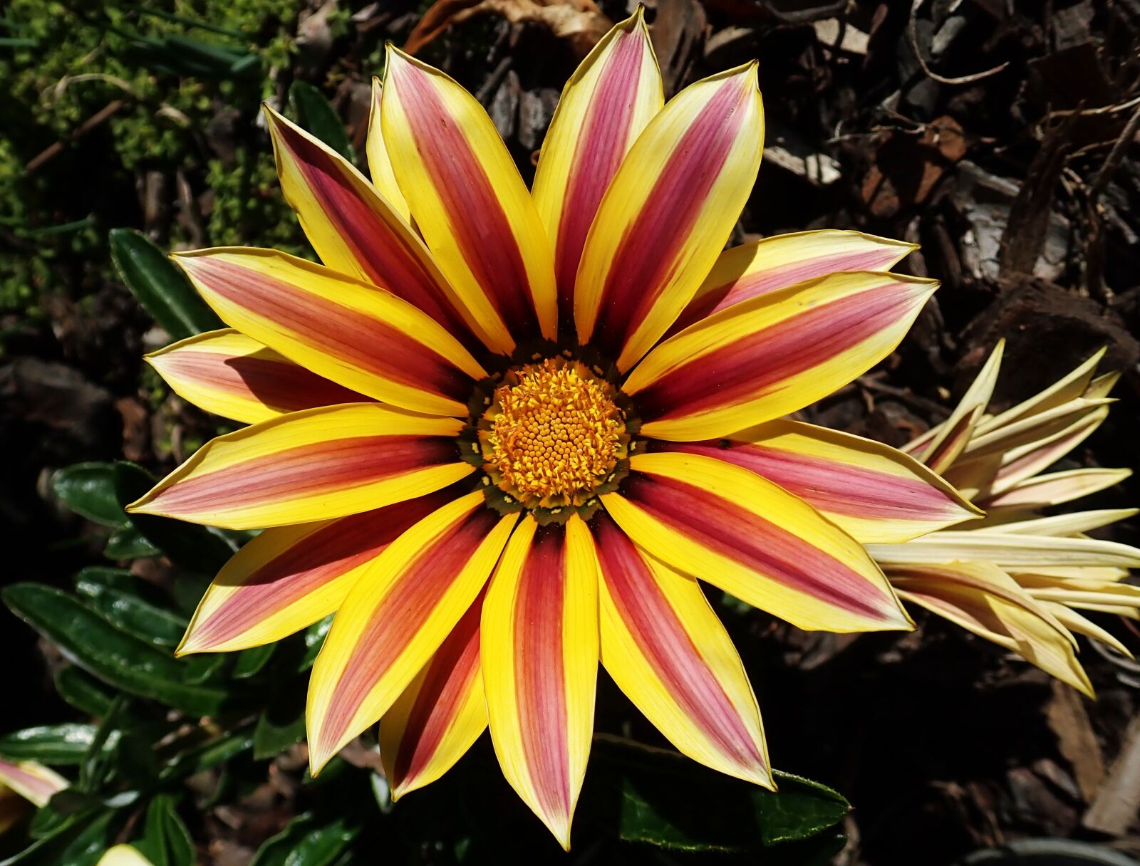 Olympus TG-5 sample photo. Daisy, striped, flower photography