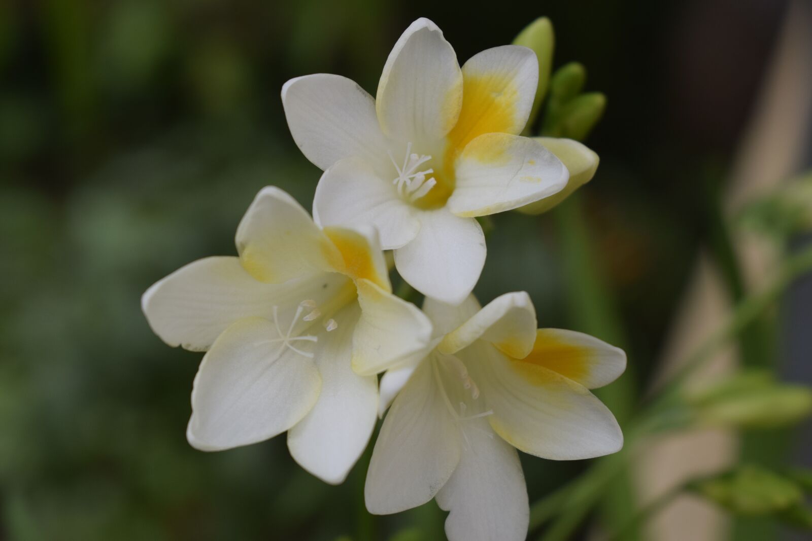 Nikon D5300 sample photo. Nature, flower, plant photography