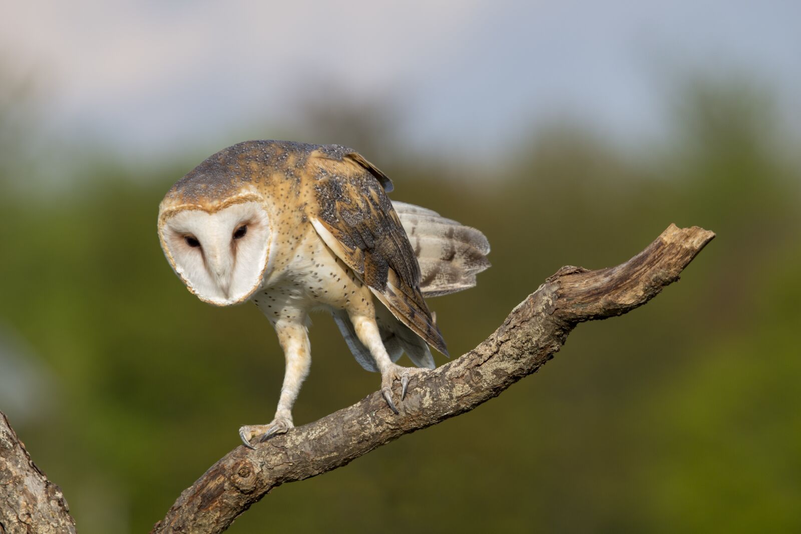Canon EF 100-400mm F4.5-5.6L IS USM sample photo. Barn owl, owl, bird photography