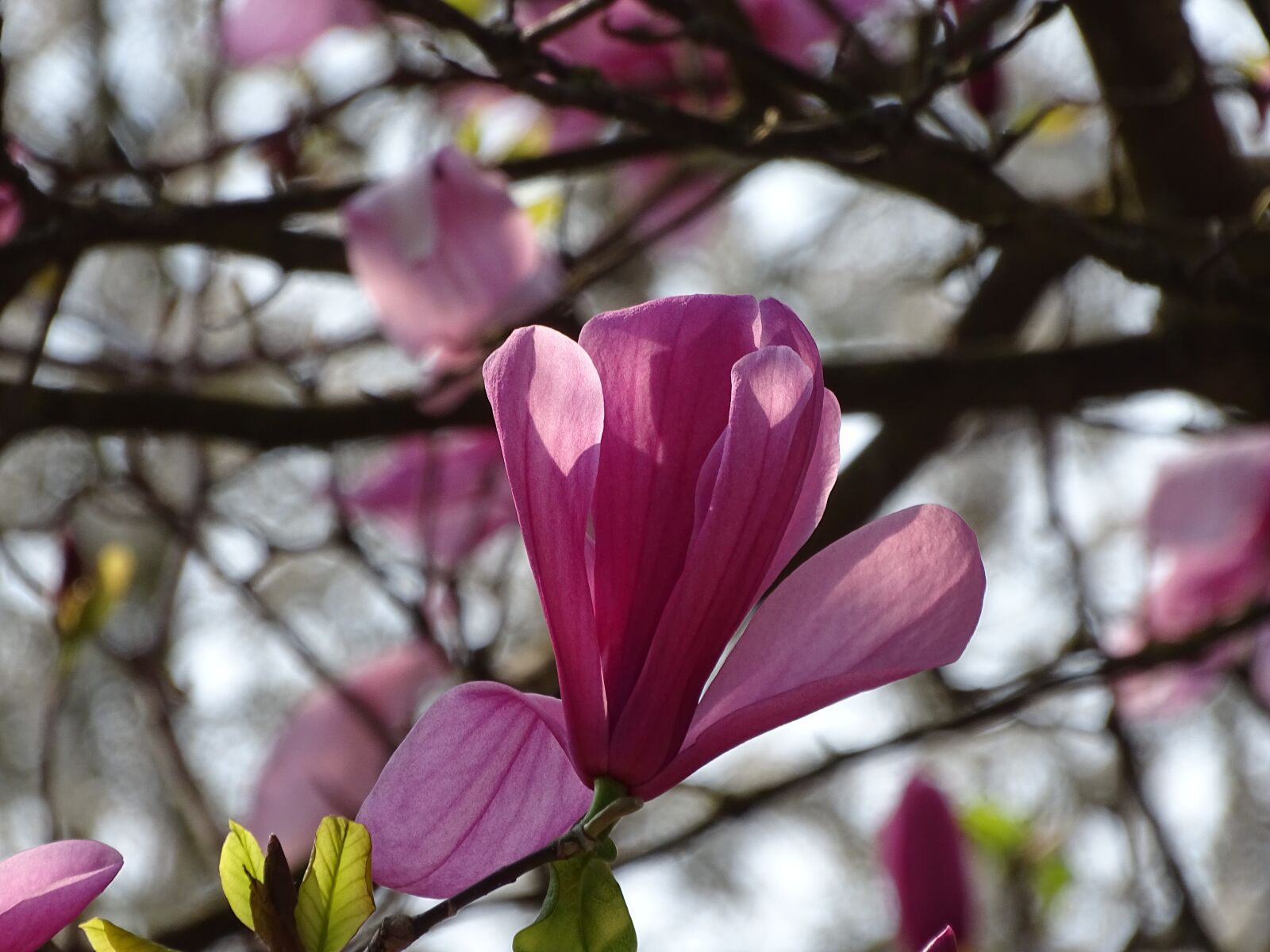 Sony Cyber-shot DSC-HX400V sample photo. Magnolia, blossom, bloom photography
