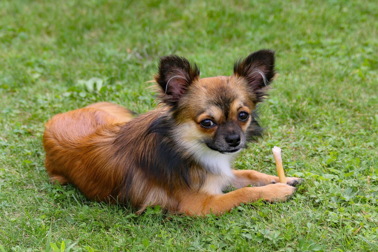 Canon EF 70-300mm F4-5.6 IS USM sample photo. Chihuahua, dog, small dog photography