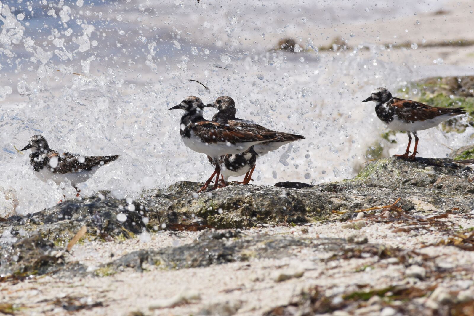 Nikon D810 sample photo. Birds, wild life, nature photography