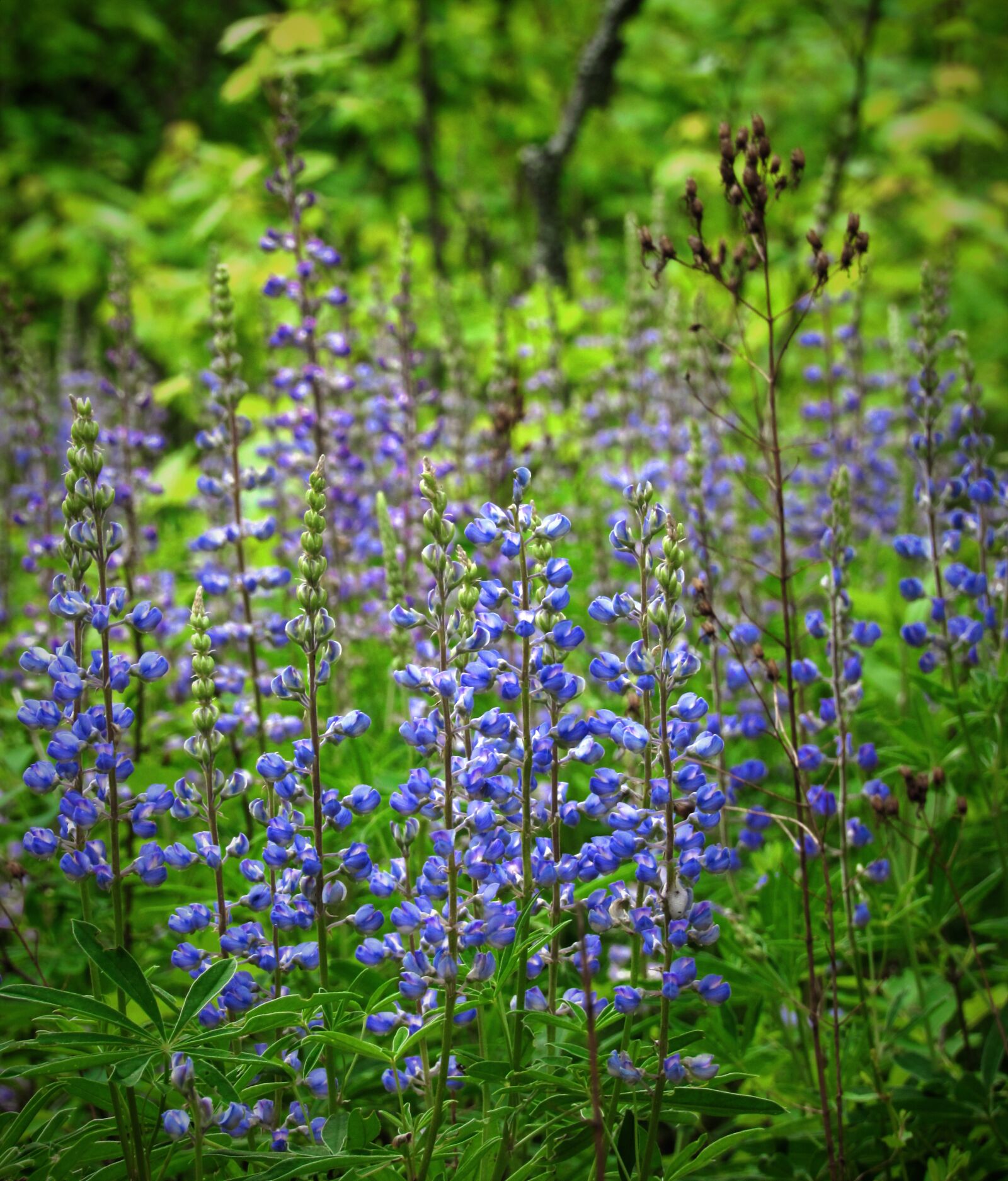 Canon PowerShot SX530 HS sample photo. Lupine, flowers, nature photography