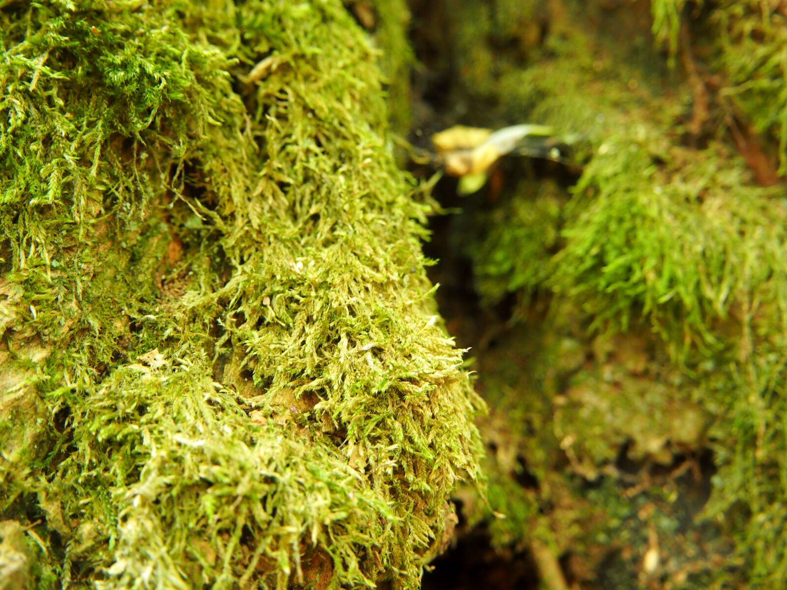Olympus OM-D E-M10 sample photo. Moss, green, forest photography