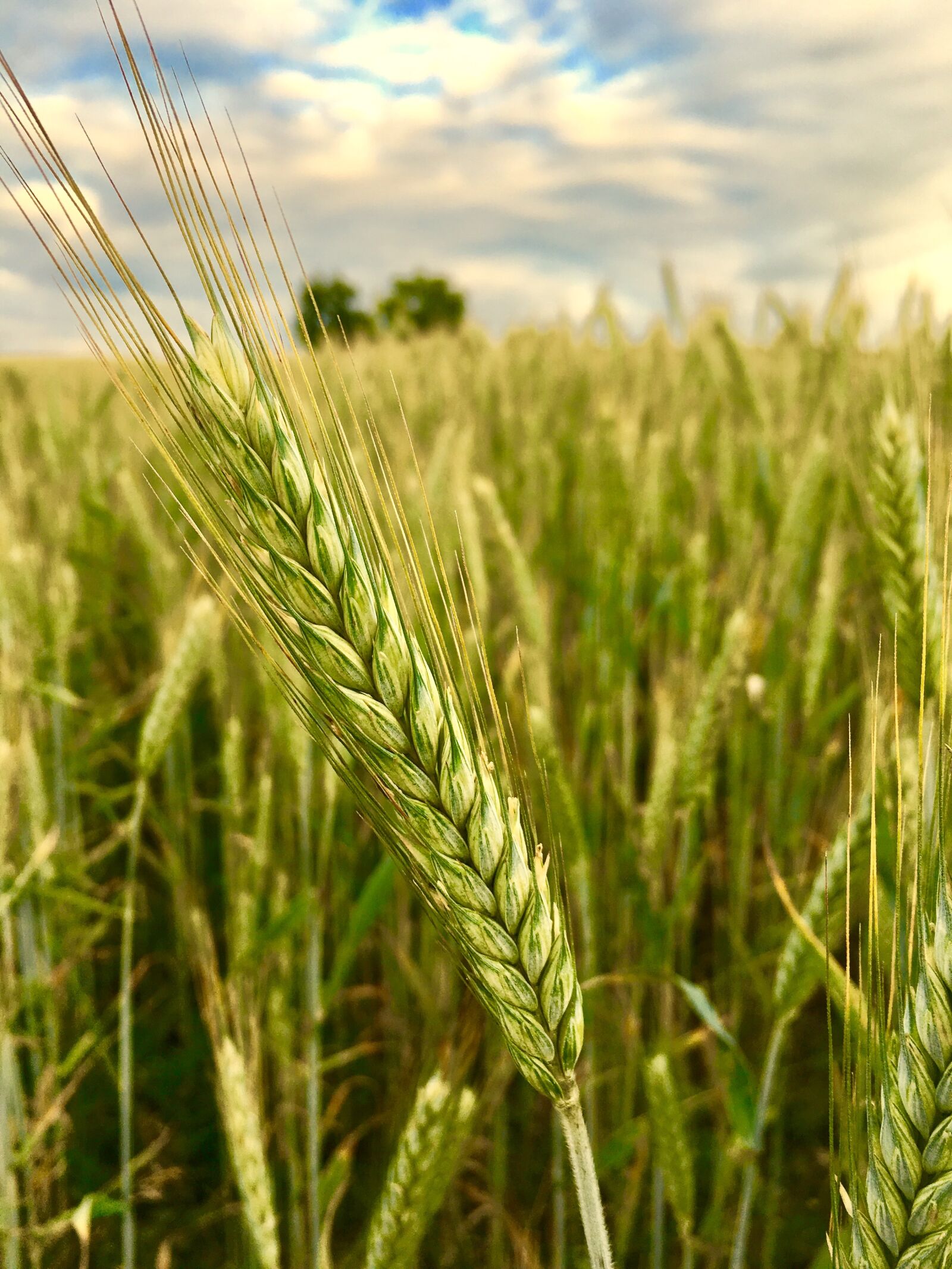 Apple iPhone 6s sample photo. Cereals, winter barley, agriculture photography