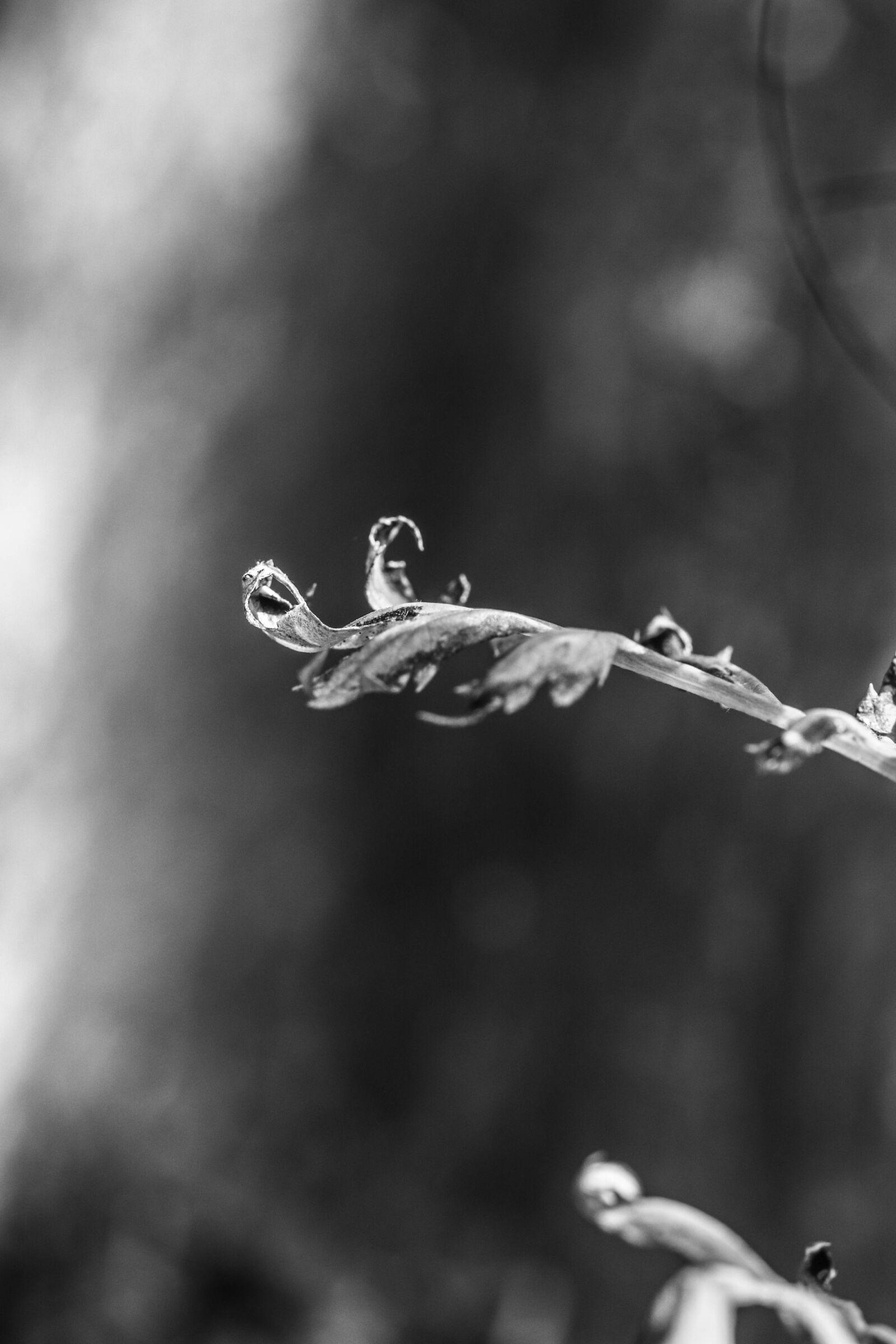 Canon EOS 7D Mark II sample photo. Leaf, nature, plant photography