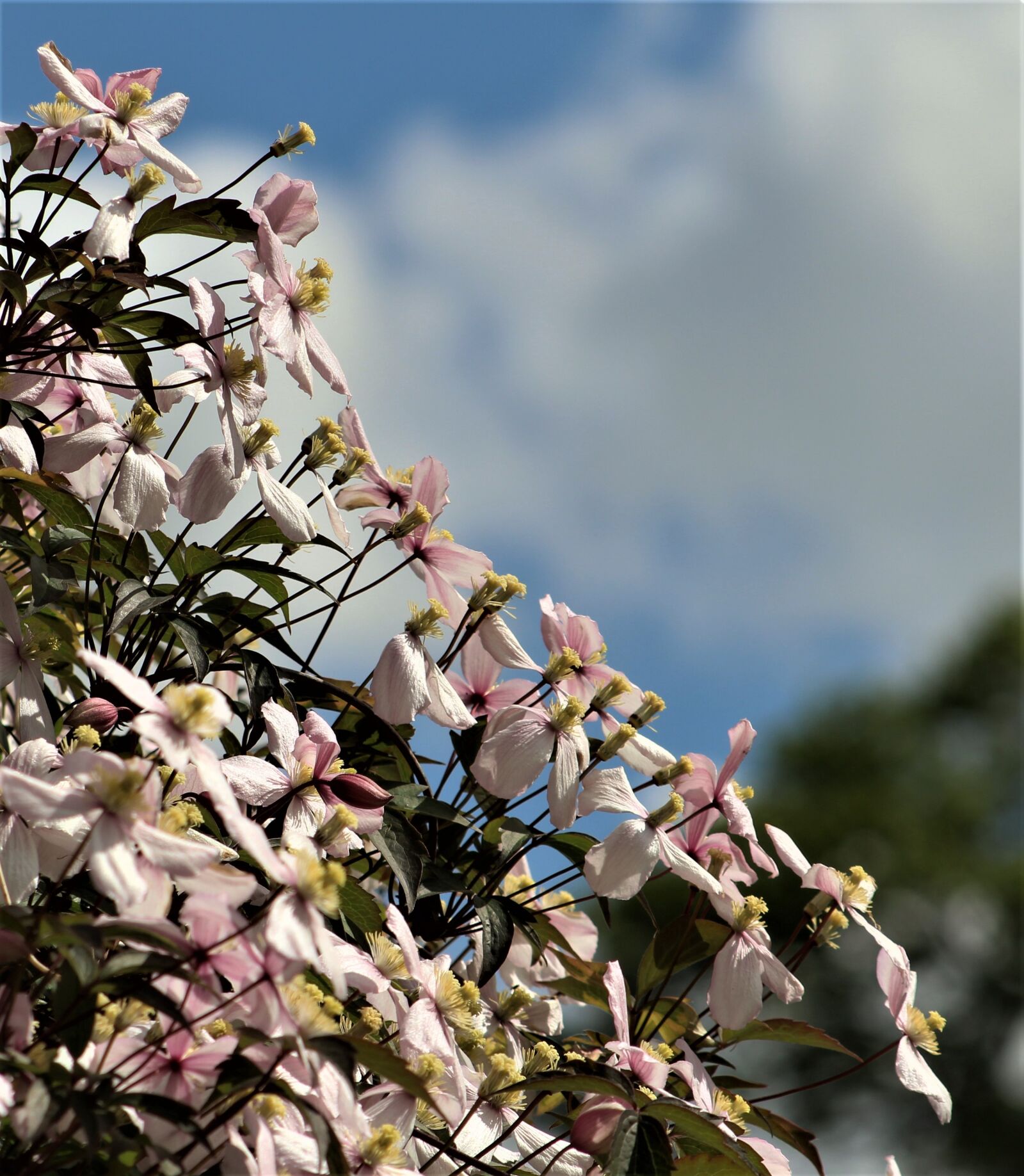 Canon EF75-300mm f/4-5.6 sample photo. Flower, flora, nature photography