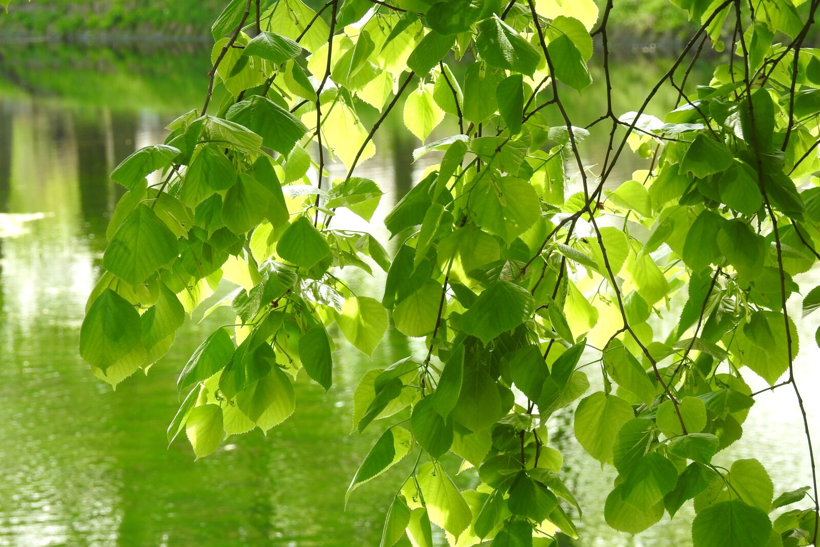 Nikon Coolpix P900 sample photo. Leaf, plant, nature photography