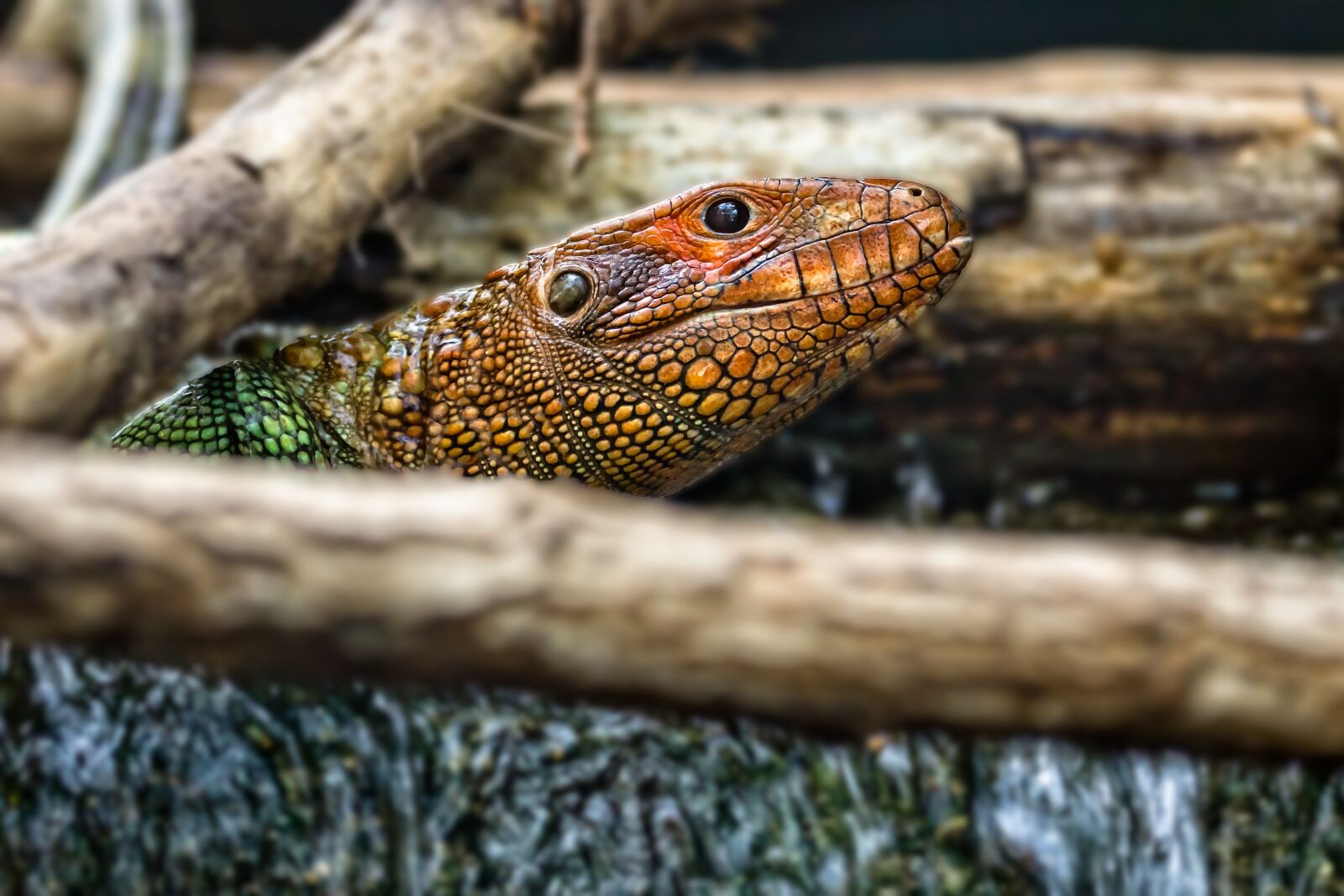 Canon EOS 60D + Canon EF 70-300mm F4-5.6L IS USM sample photo. Zoo, snake, reptile photography