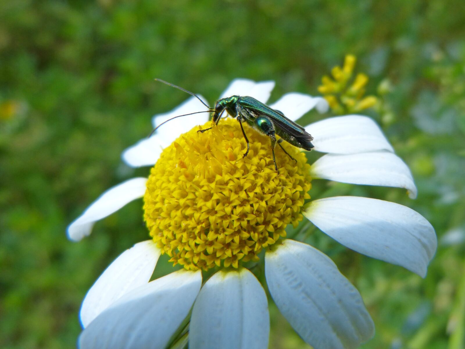 Panasonic DMC-FZ62 sample photo. Green beetle, psilothrix viridicoerulea photography