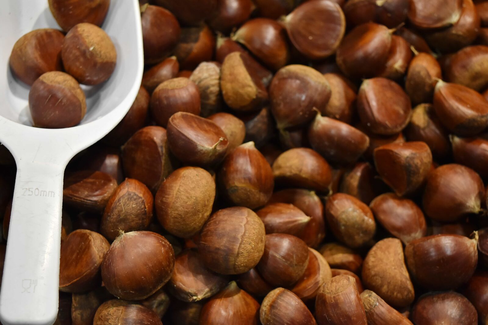 Nikon D5500 sample photo. Kernel, chestnut, brown, seed photography