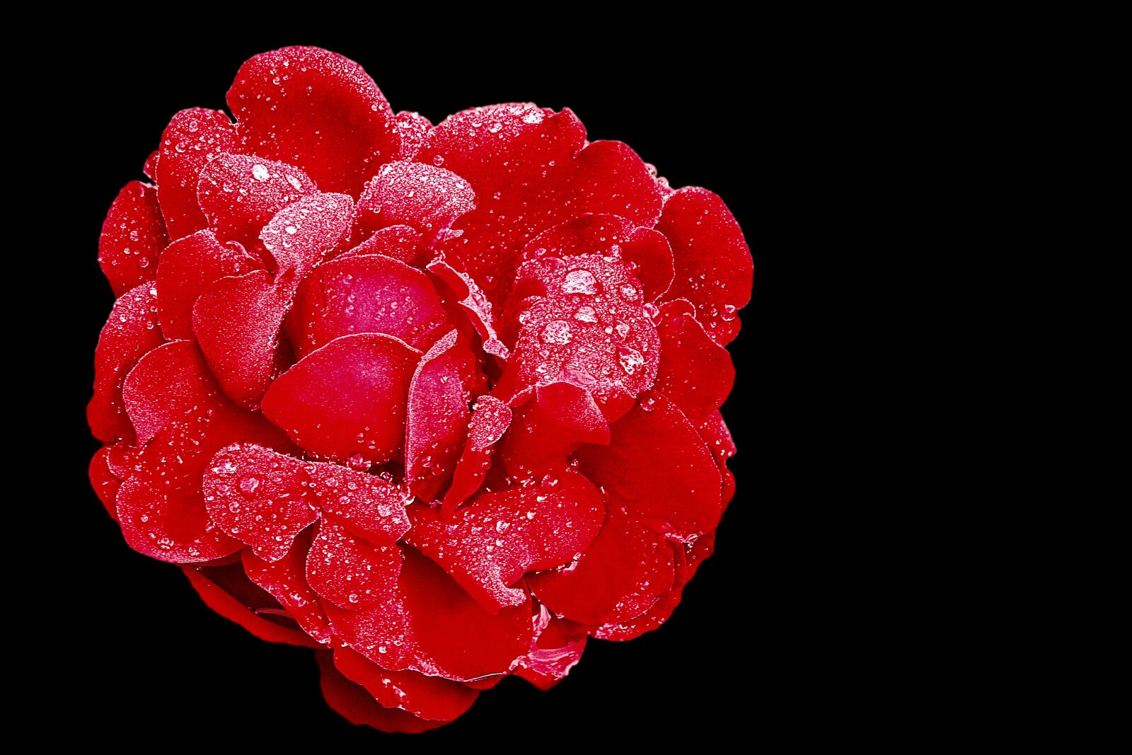 Nikon Coolpix P900 sample photo. Rose, red rose, blossom photography
