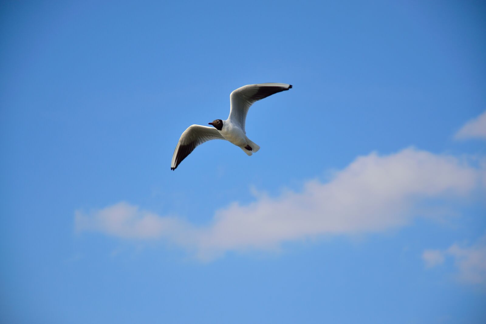 Nikon D3300 sample photo. Air, animal, background, bird photography