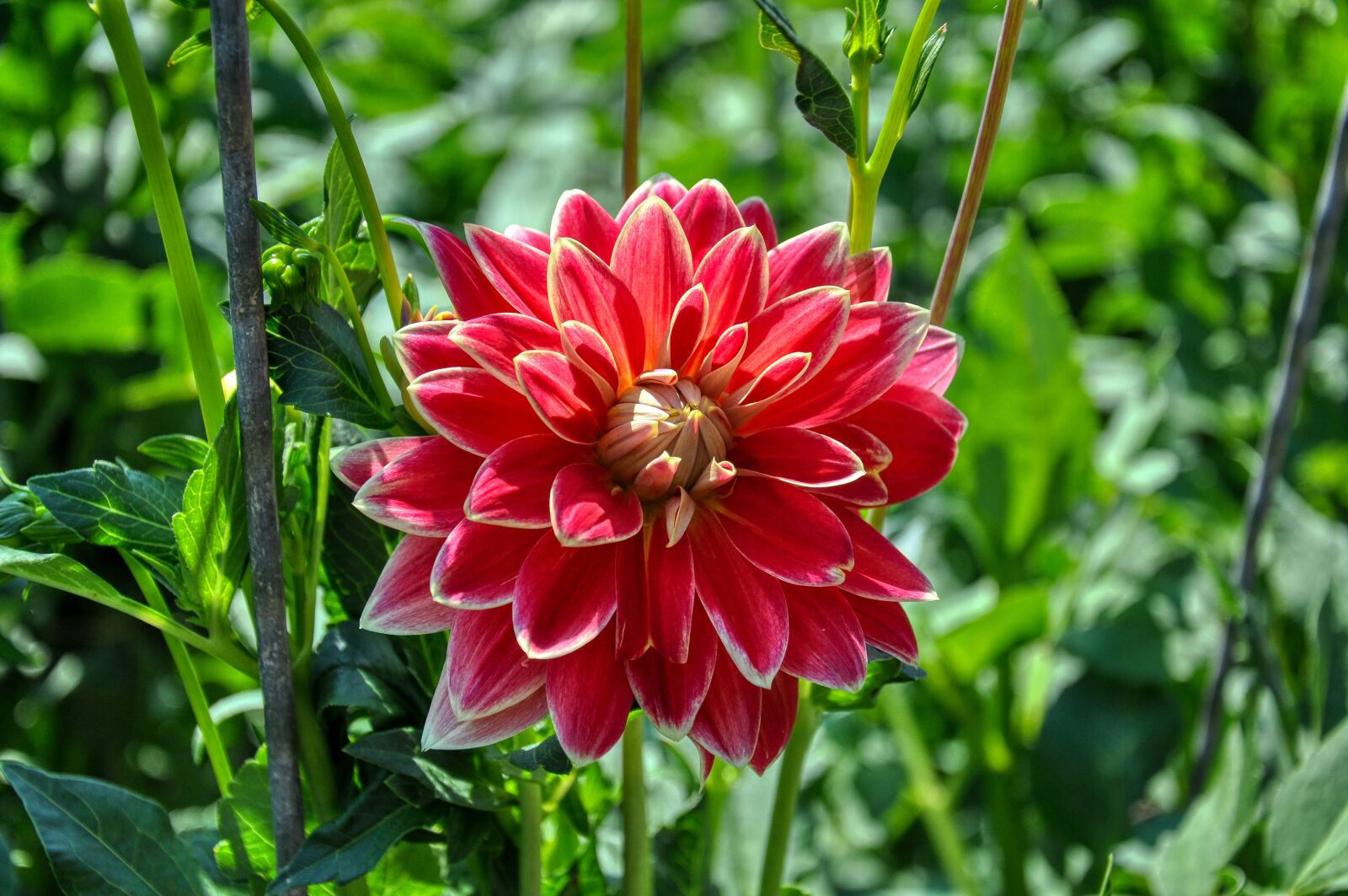Nikon D5000 sample photo. Dahlias, dahlia, bloom photography