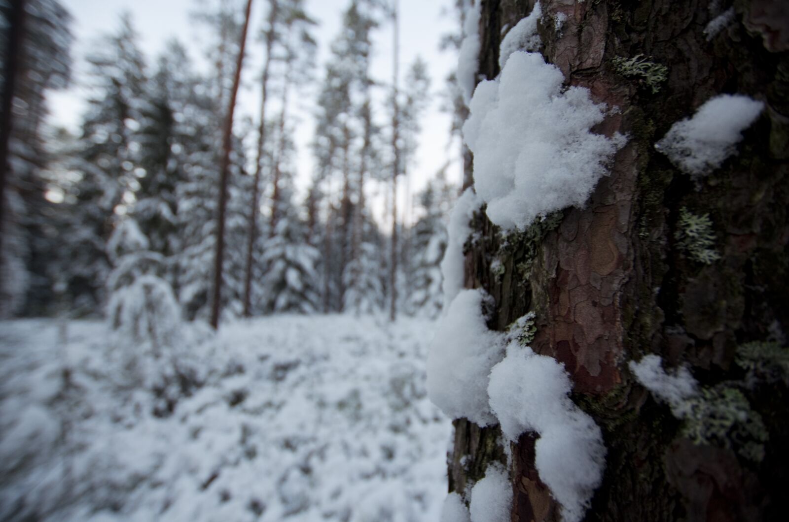 Nikon D5100 sample photo. Snow, winter, ice photography