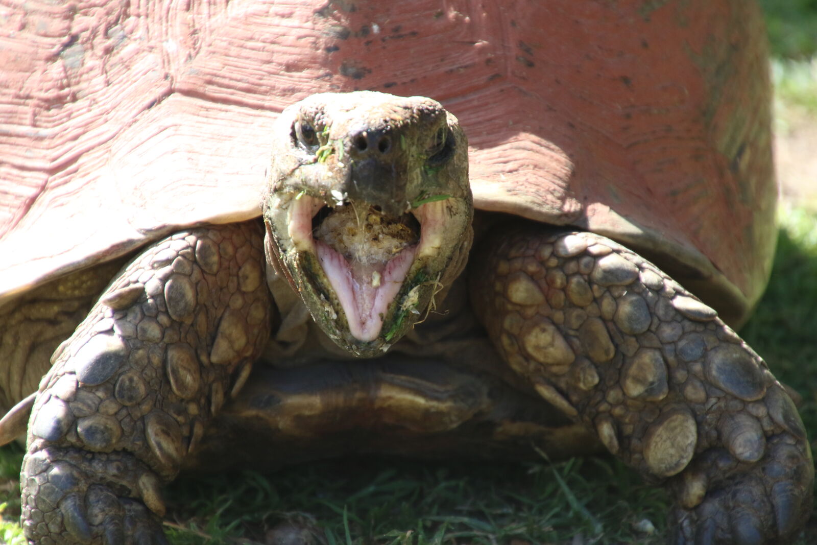Canon EOS 7D Mark II sample photo. Animal, eat, hello, mouth photography