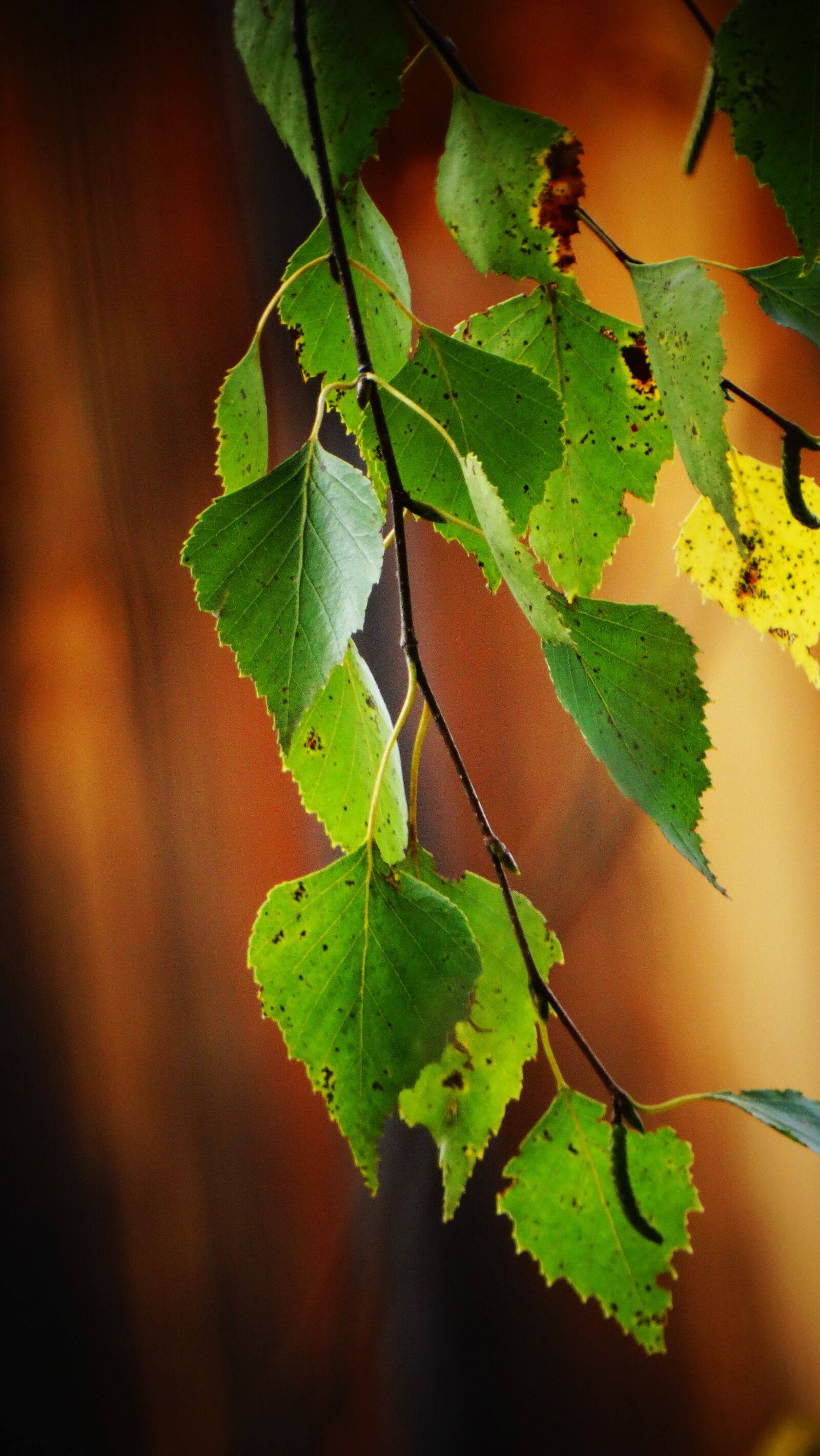 Sony Cyber-shot DSC-HX300 sample photo. Plant, leaves, tree photography