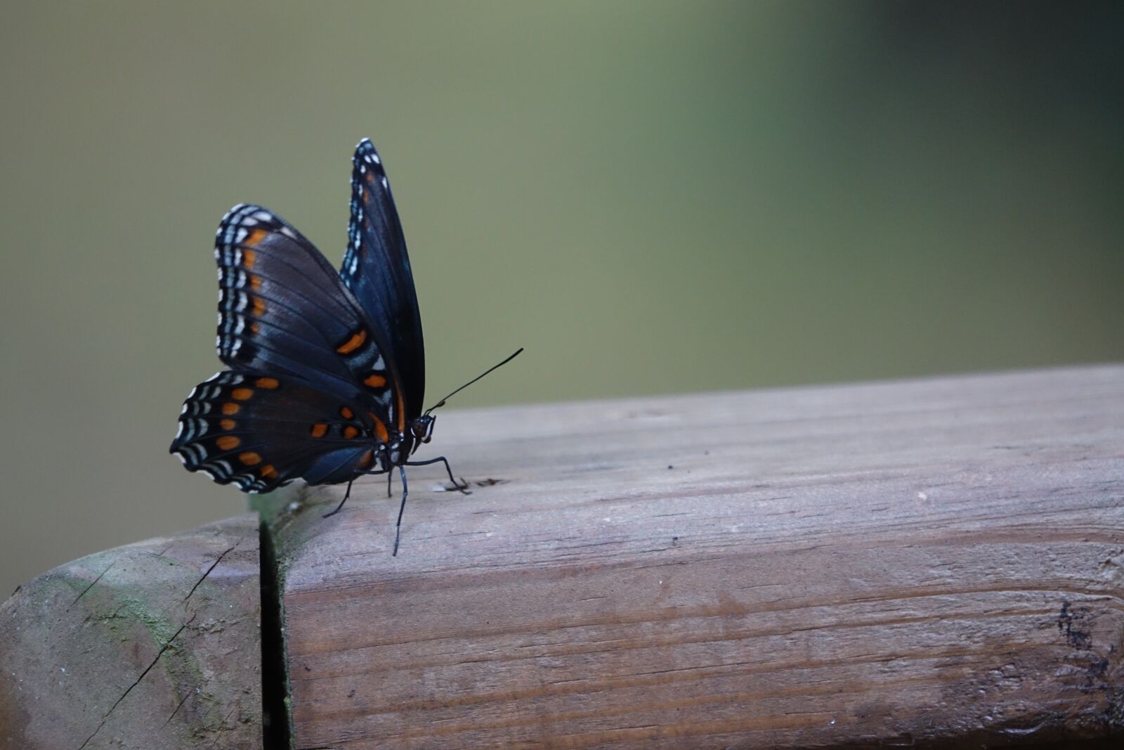 Sony Cyber-shot DSC-RX10 III sample photo. Butterfly, bug, insect photography