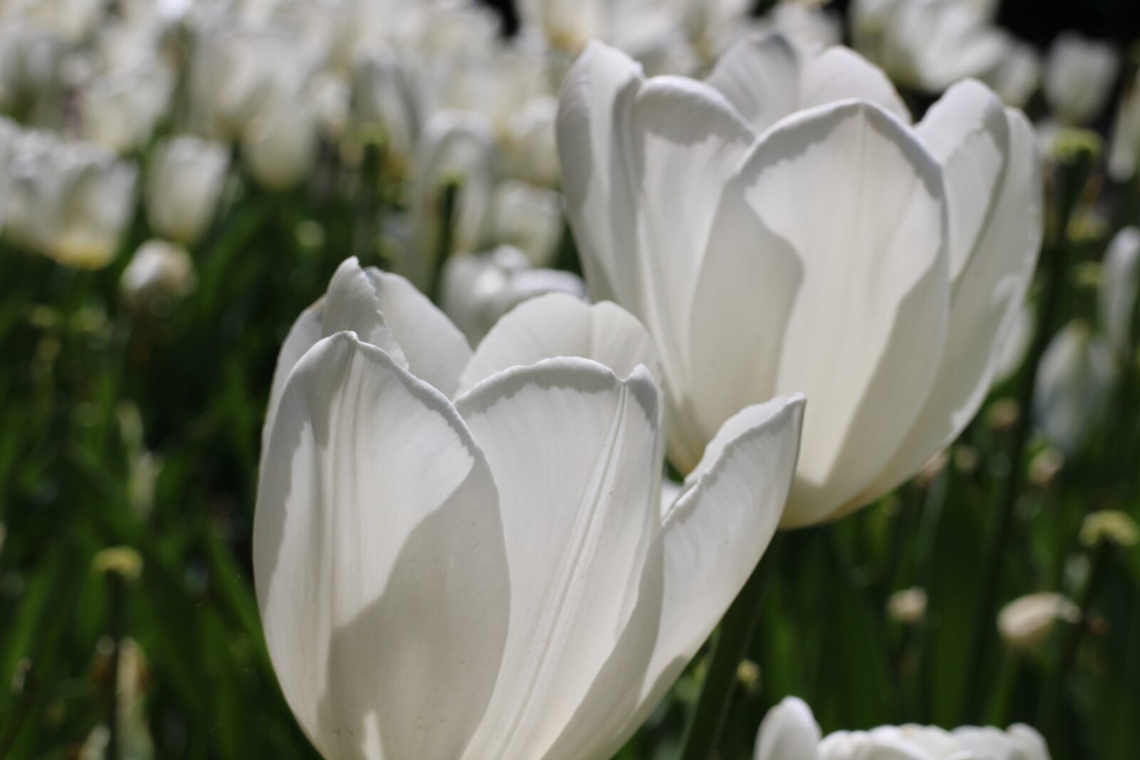 Canon EOS M2 sample photo. Flower, netherlands, tulip photography