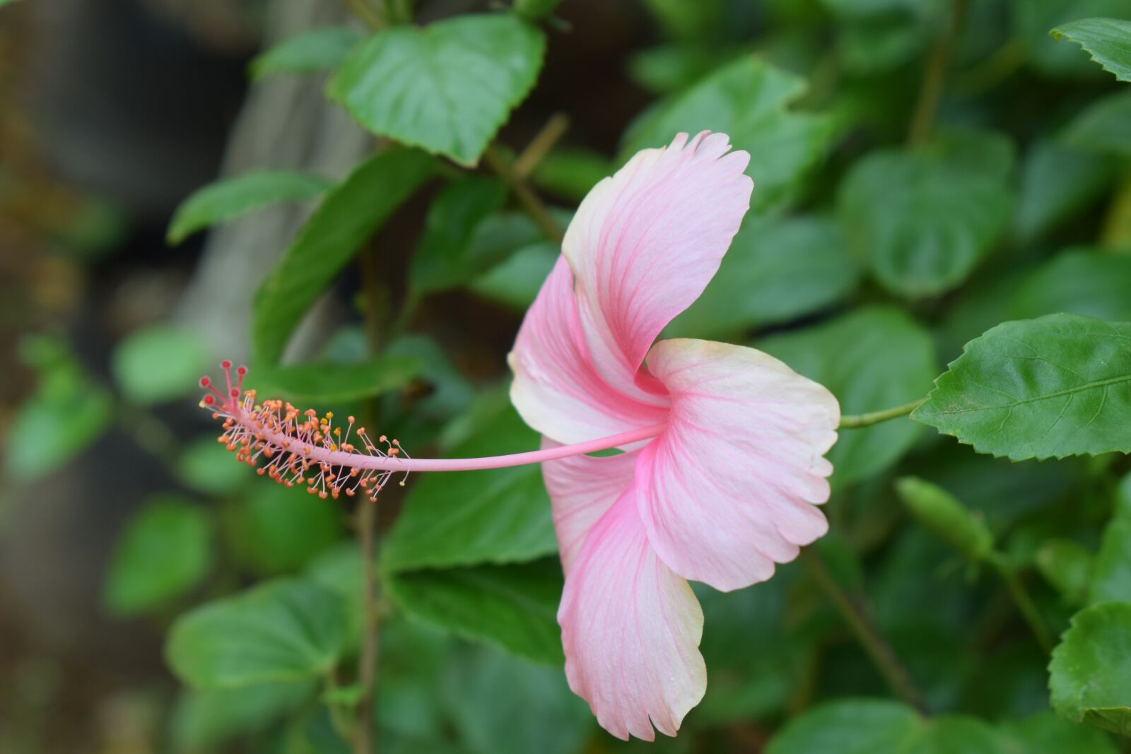 Nikon D5300 sample photo. Flowers, pink, plants photography