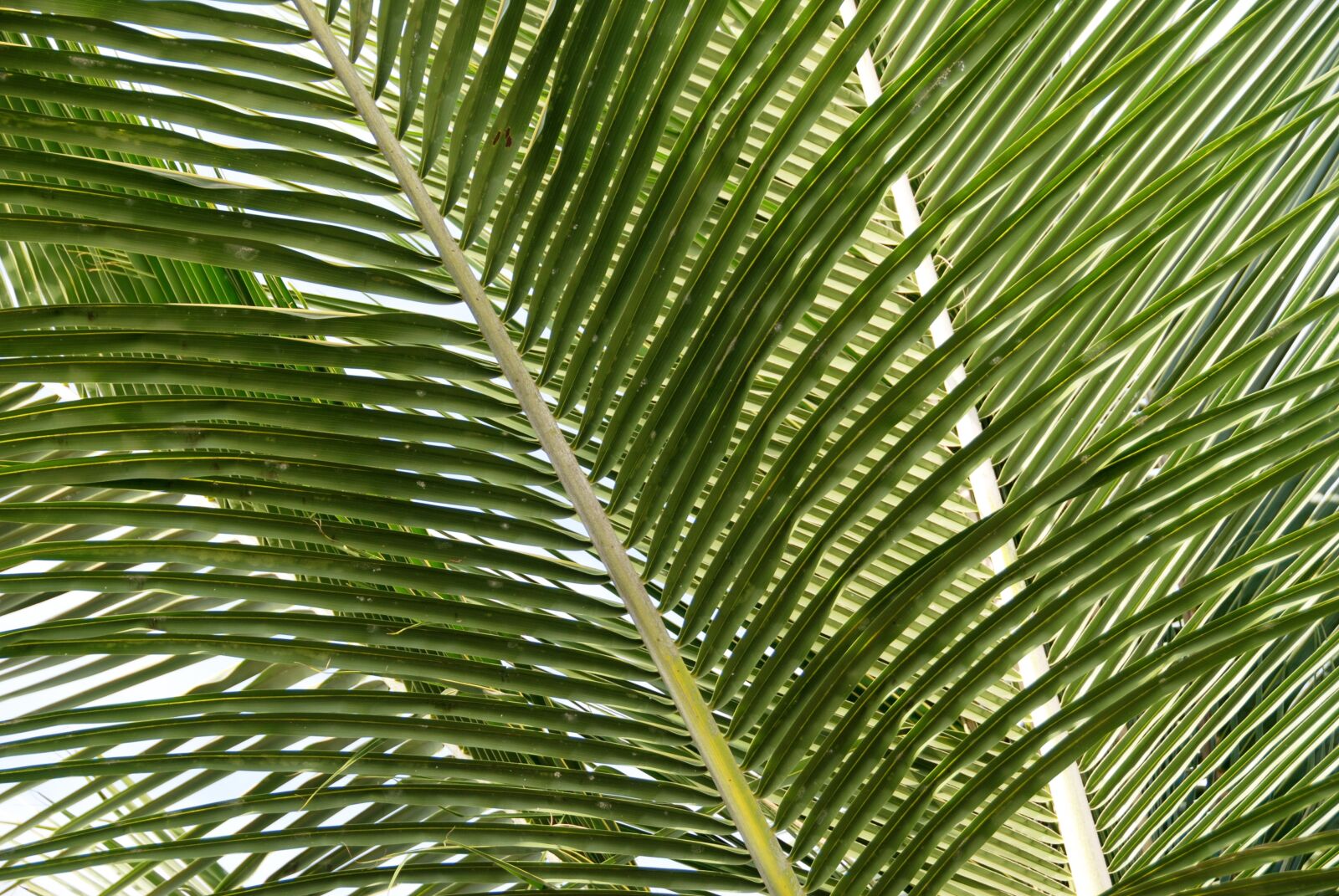 Nikon D80 sample photo. Nature, tropical, plants photography