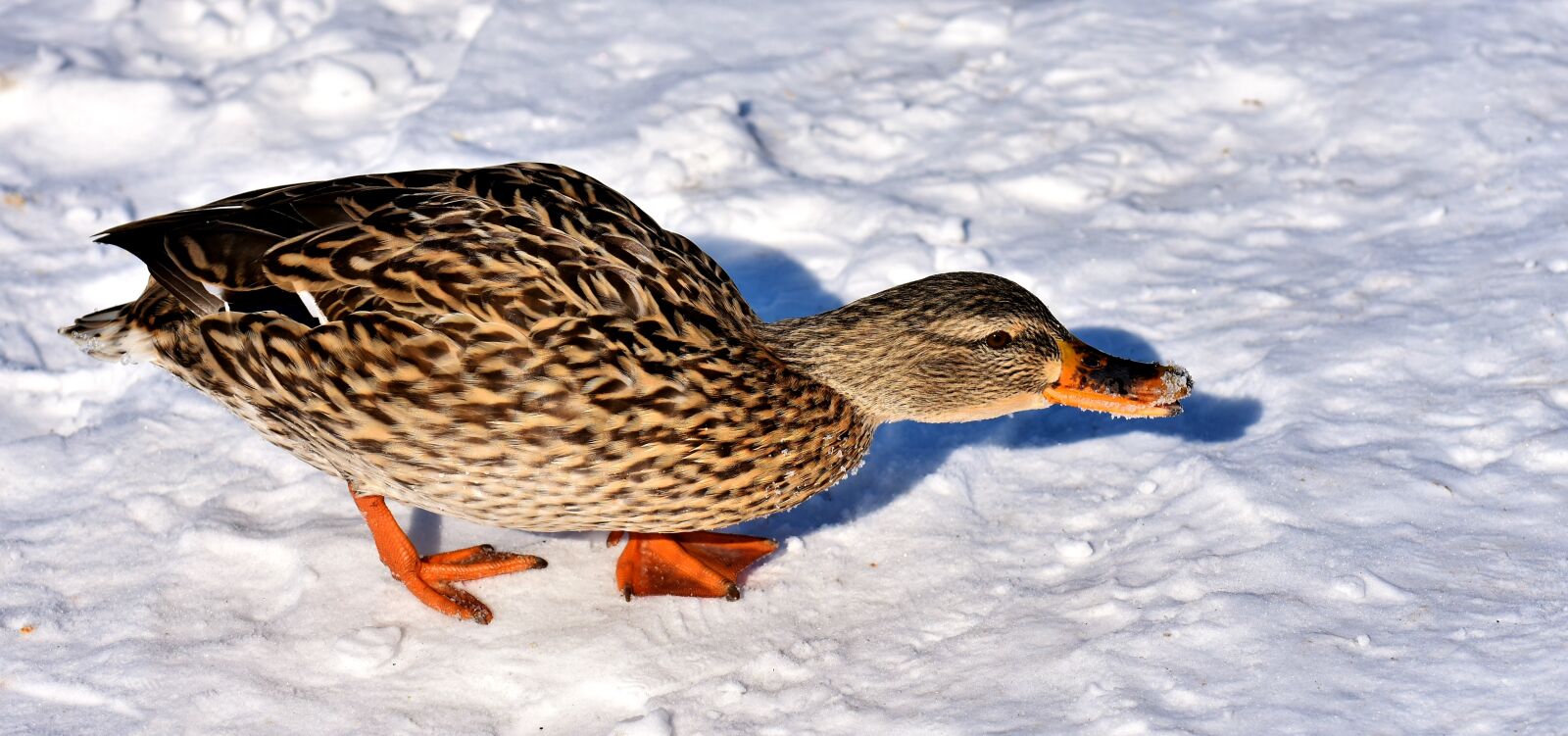 Nikon D7200 sample photo. Duck, mallard, snow photography