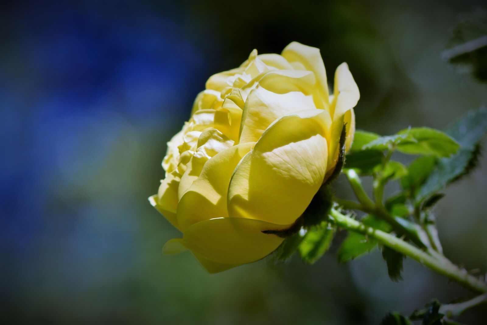Nikon D7200 sample photo. Rose, rose bloom, blossom photography