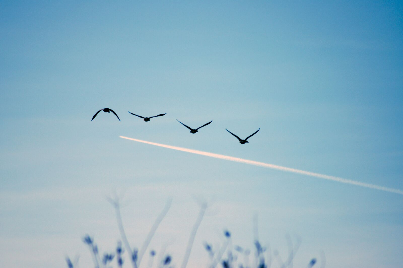 Nikon D50 sample photo. Birds, sky, flying photography